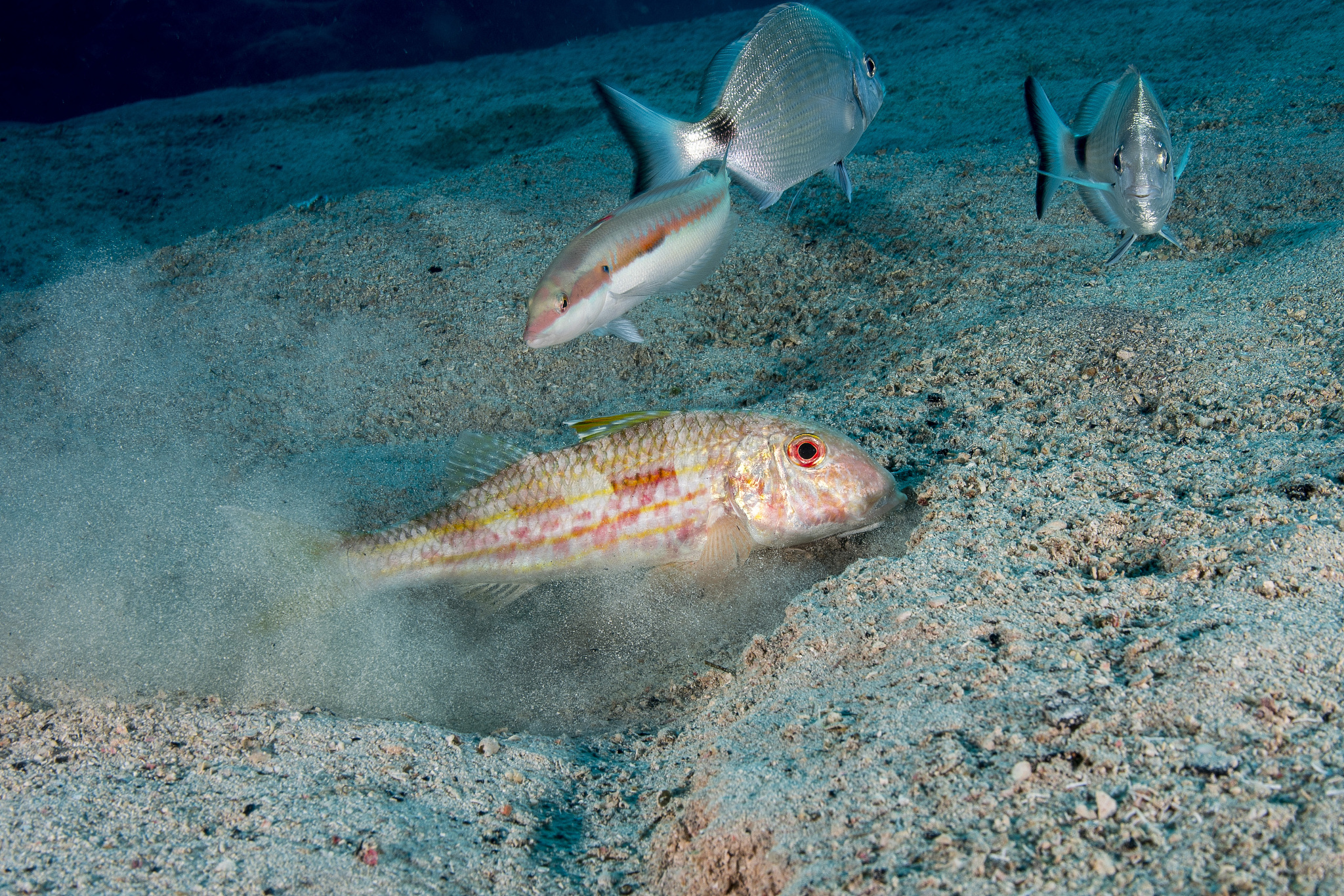 潮位对底栖生物总胆固醇含量的影响研究