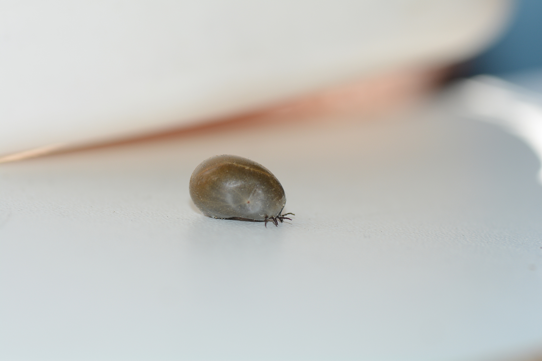 one  tick  -  soaked with blood on a white background