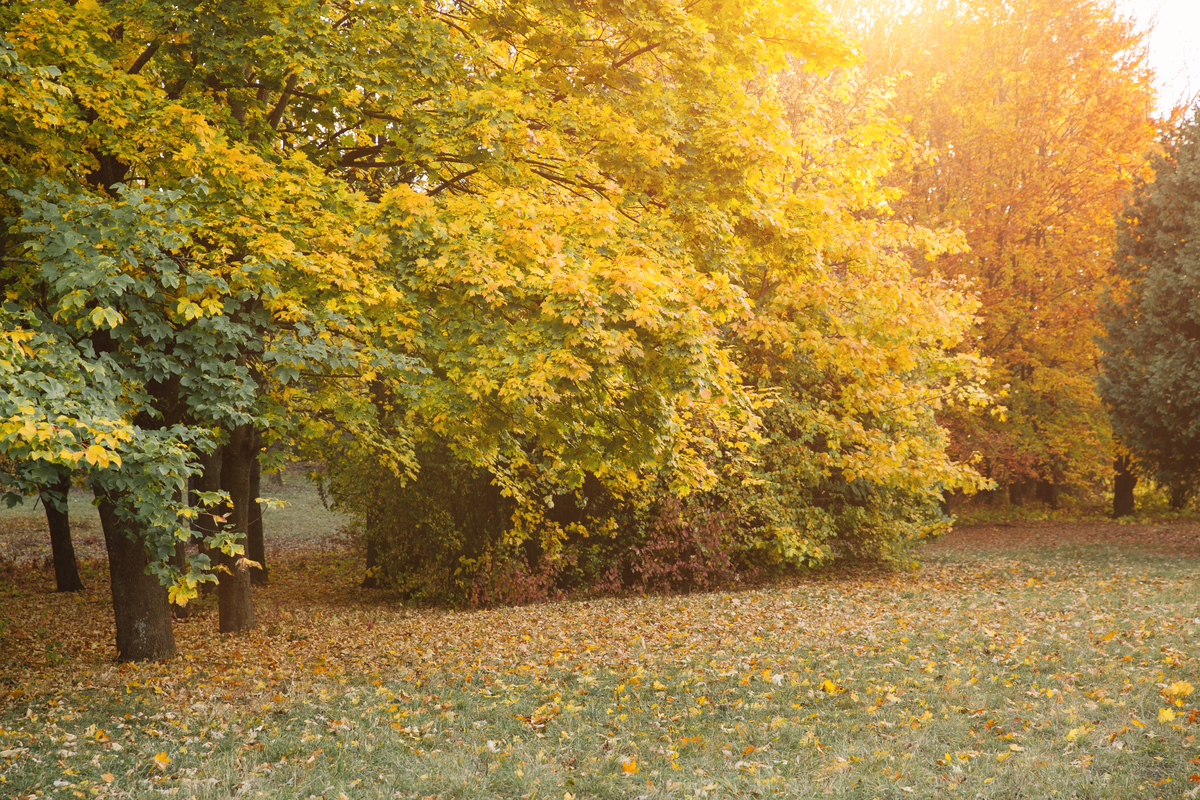秋日漫步：感受金色的美好