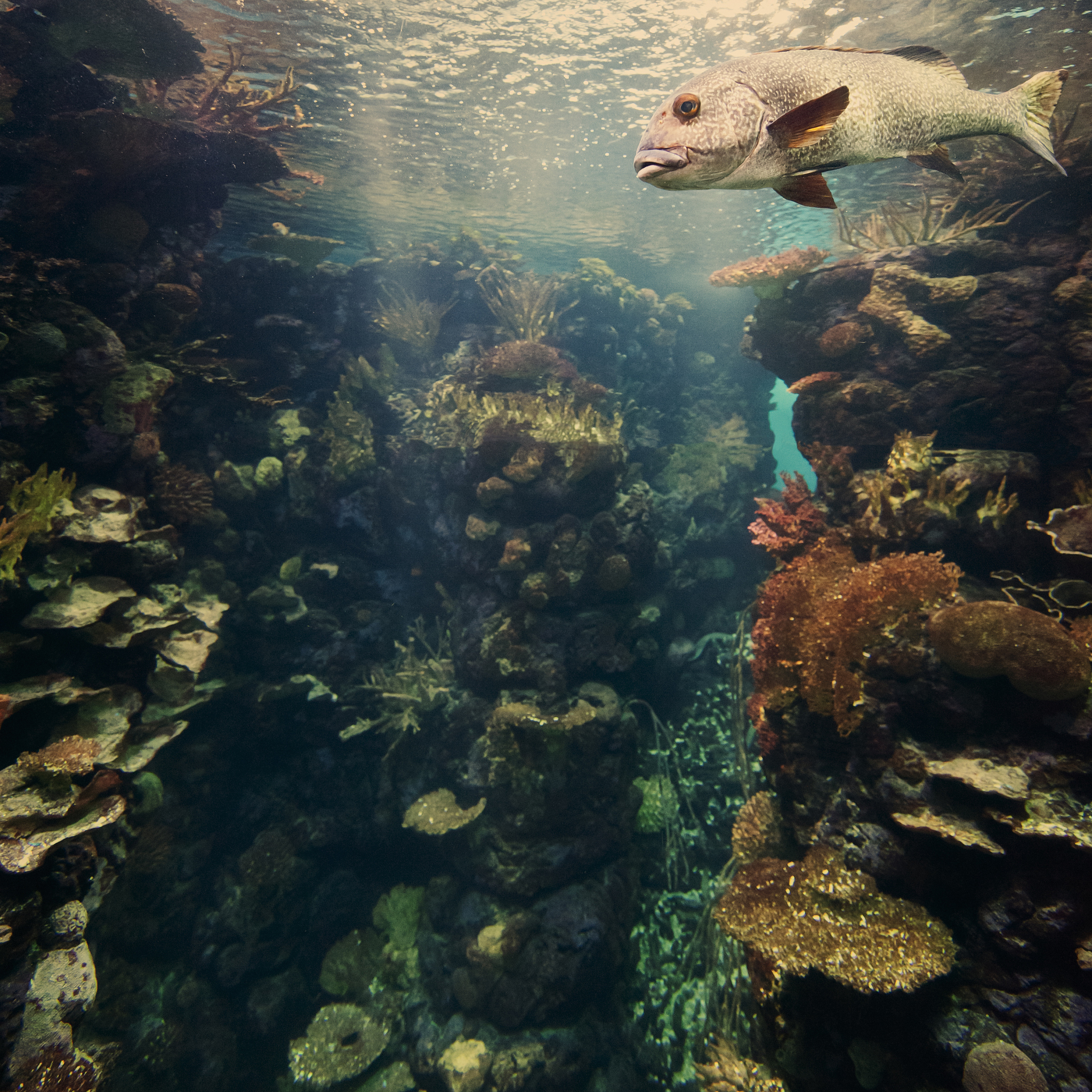 水族科学与技术专科专业：就业、研究、实践三方面优势