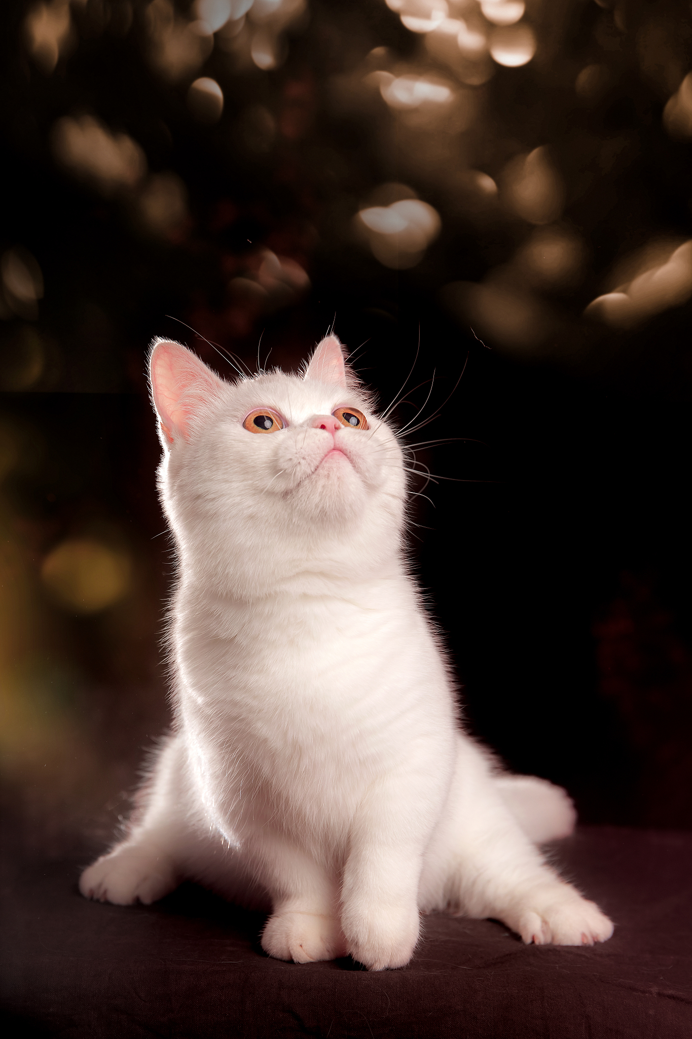 曼基康矮脚猫的搞笑坐姿