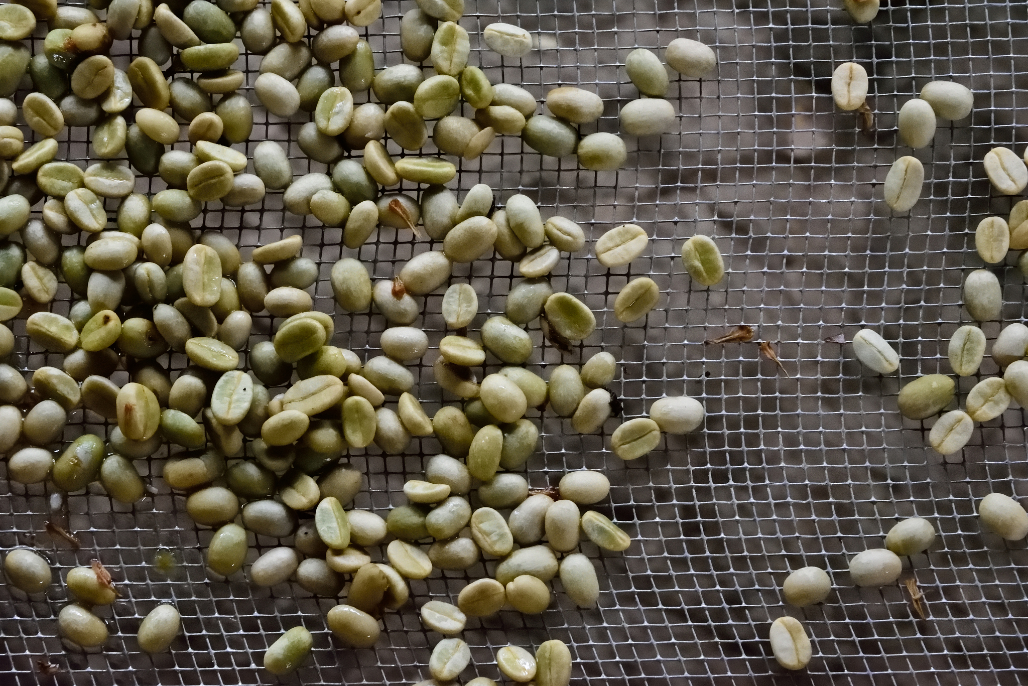 黄金芽制作比例：10斤黄豆炒成1斤黄金芽