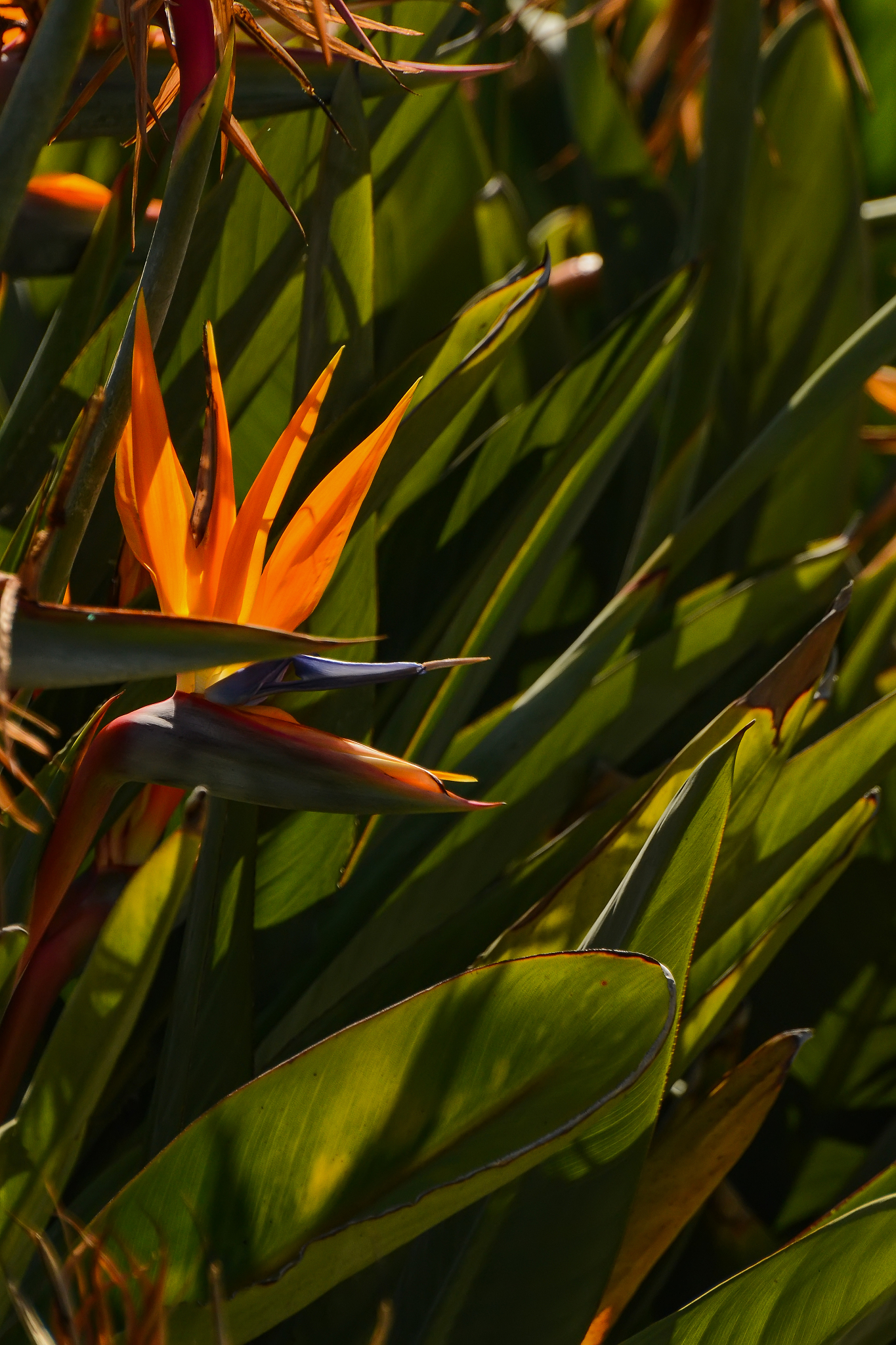 strelitzia royal rare plant. the royal bird or bird of paradise 
