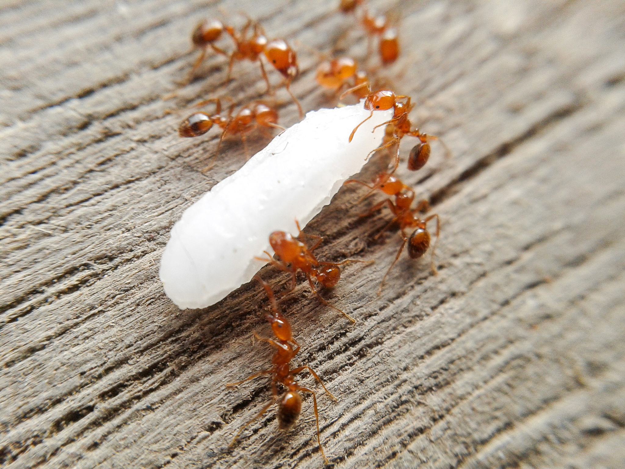 red ants
