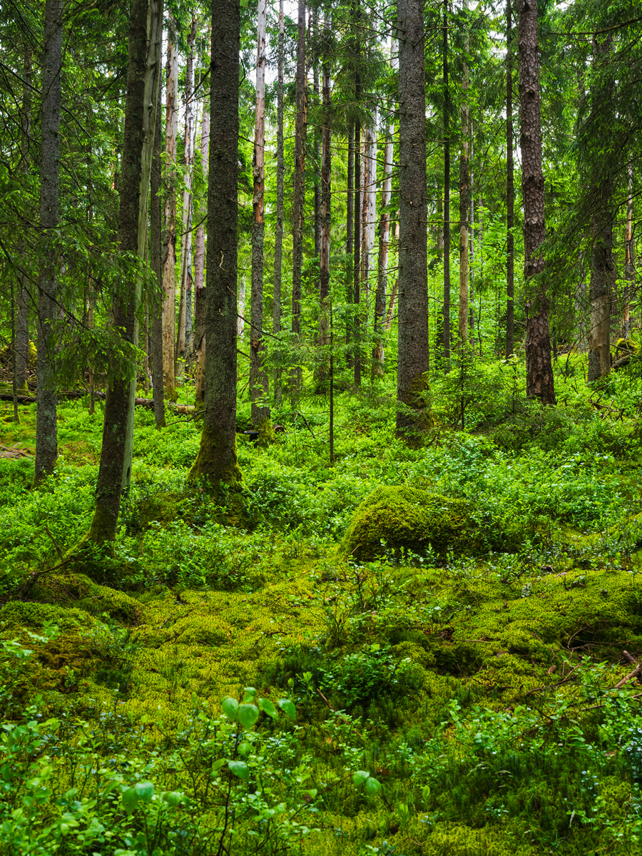 森林狂想曲教学目标