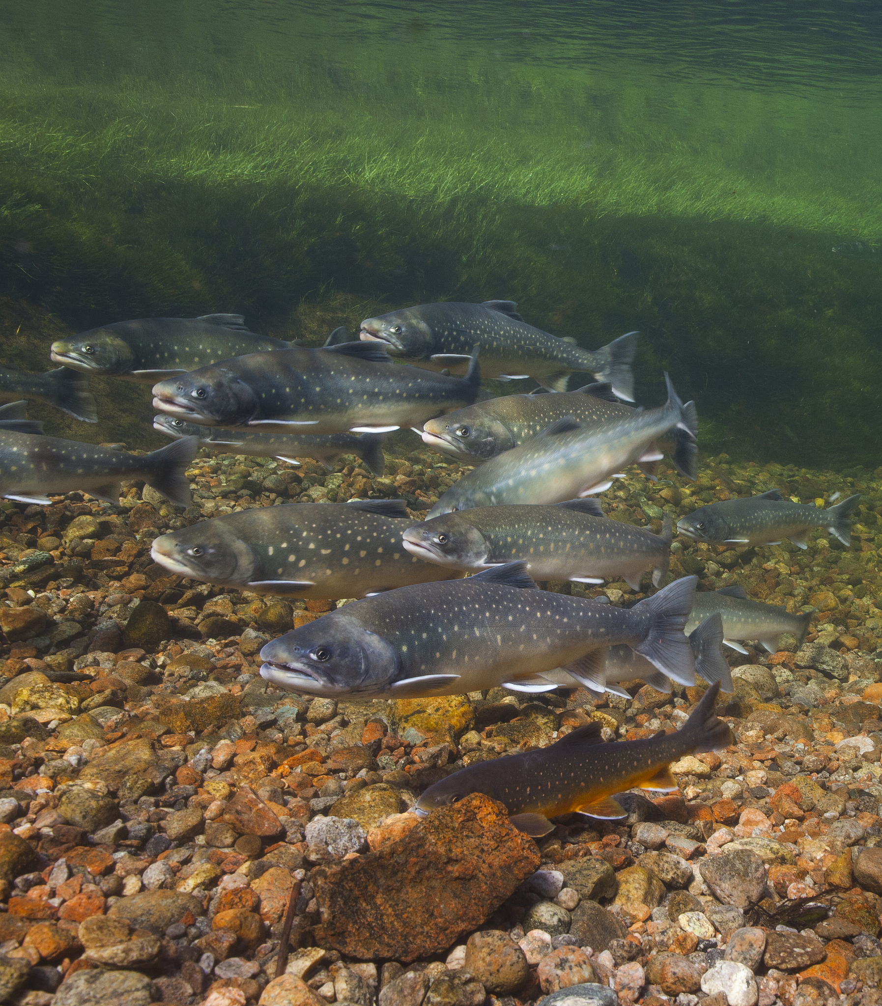 美国湖泊常见鱼类：鳟鱼、鲑鱼、鲈鱼等