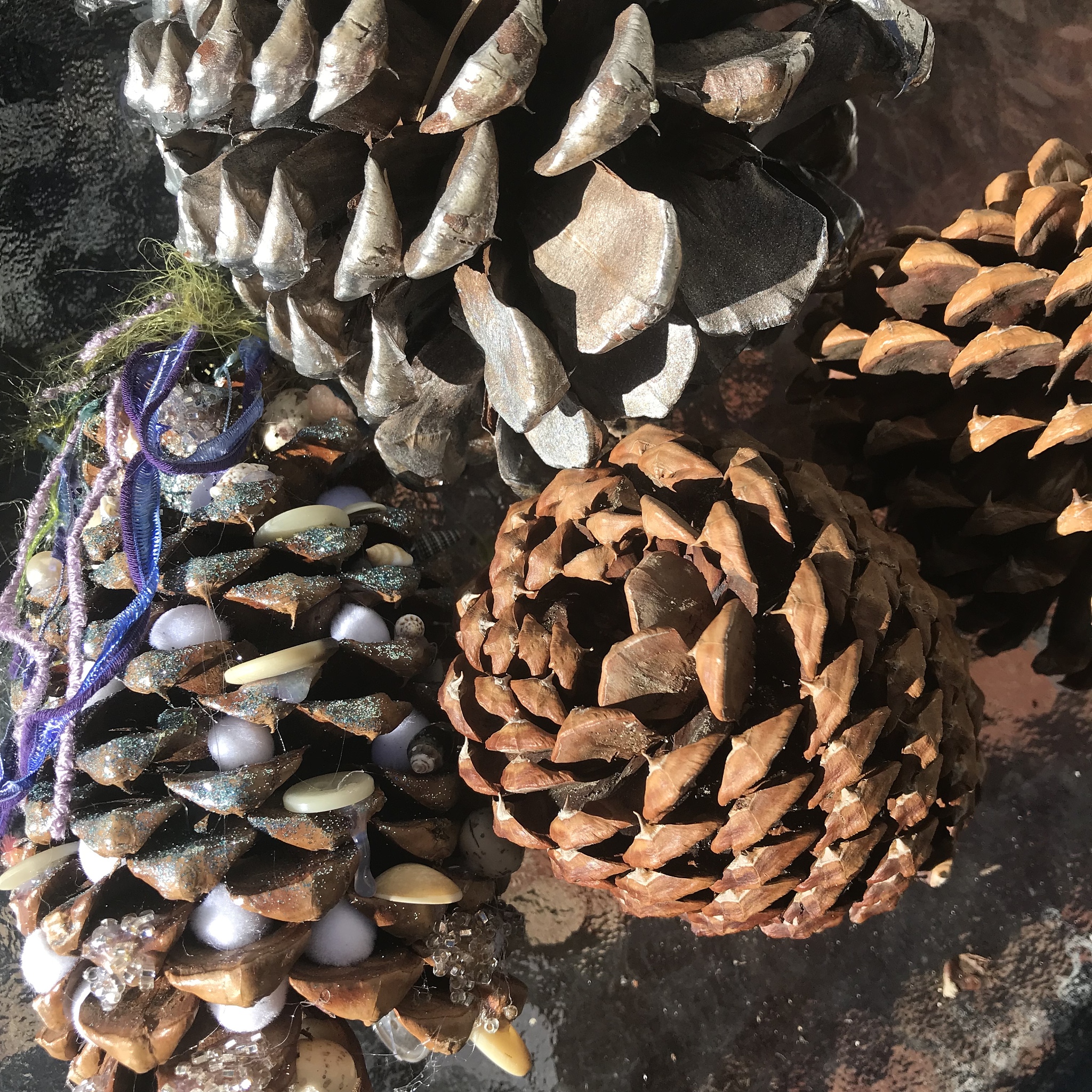 按照naturecommunications期刊的修改这个句子： The winter wheat cultivar used was JM22