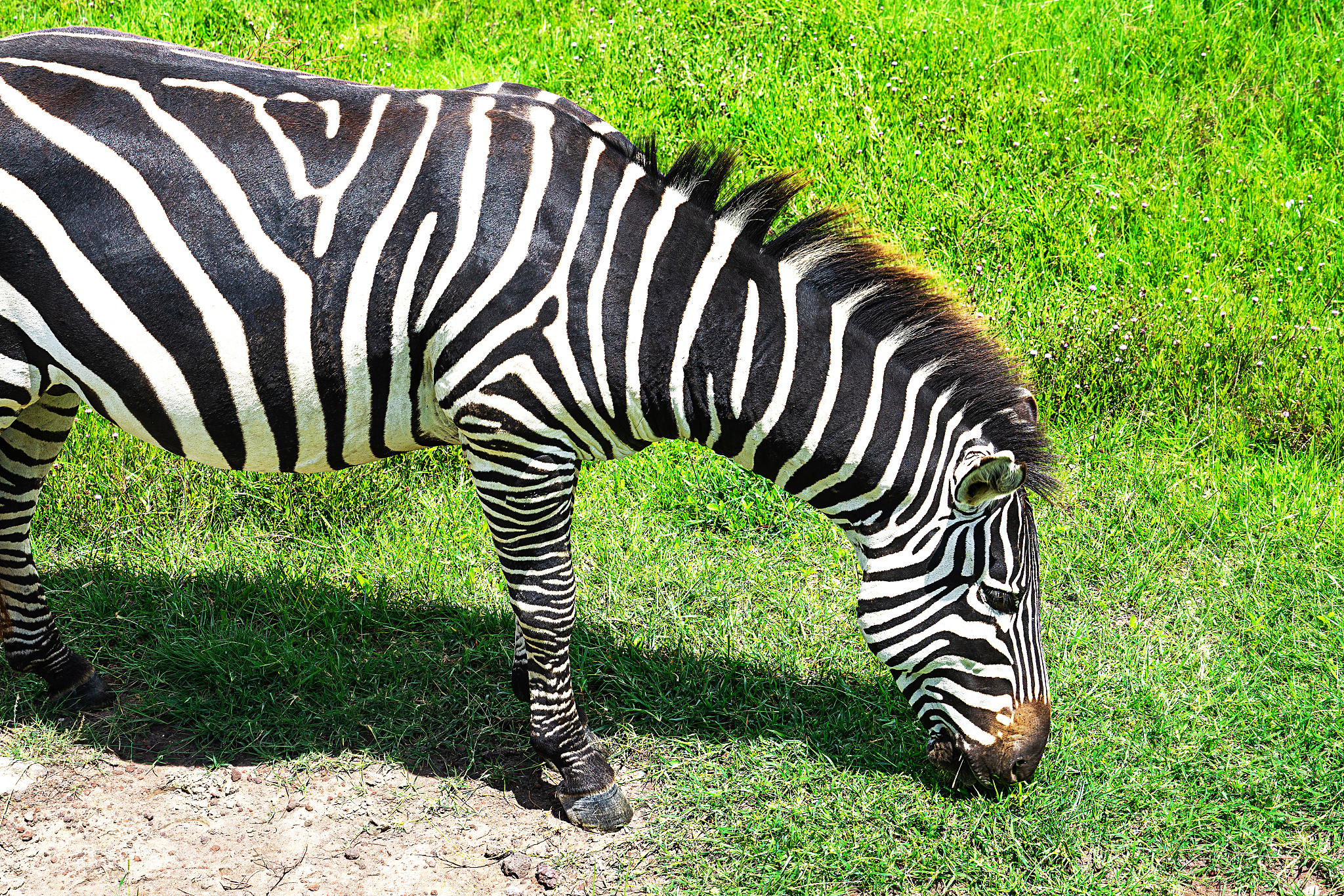 zebra herd in ngorongoro conservation area, tanzania, africa.