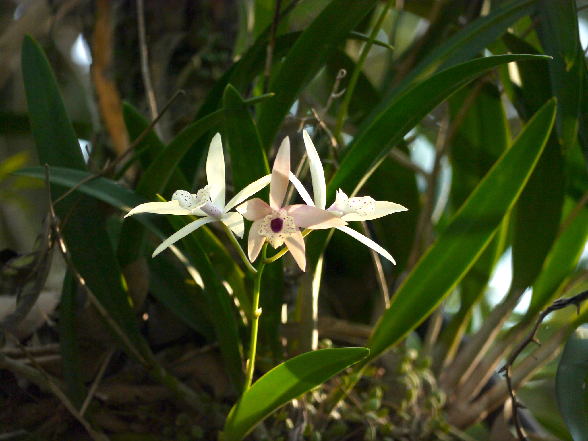 orchid