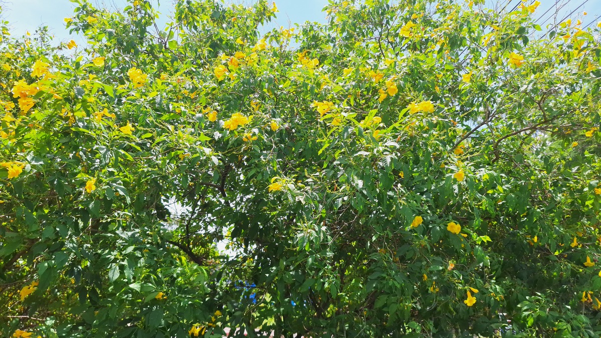 门口为什么可以种黄皮果树回答加拓展。