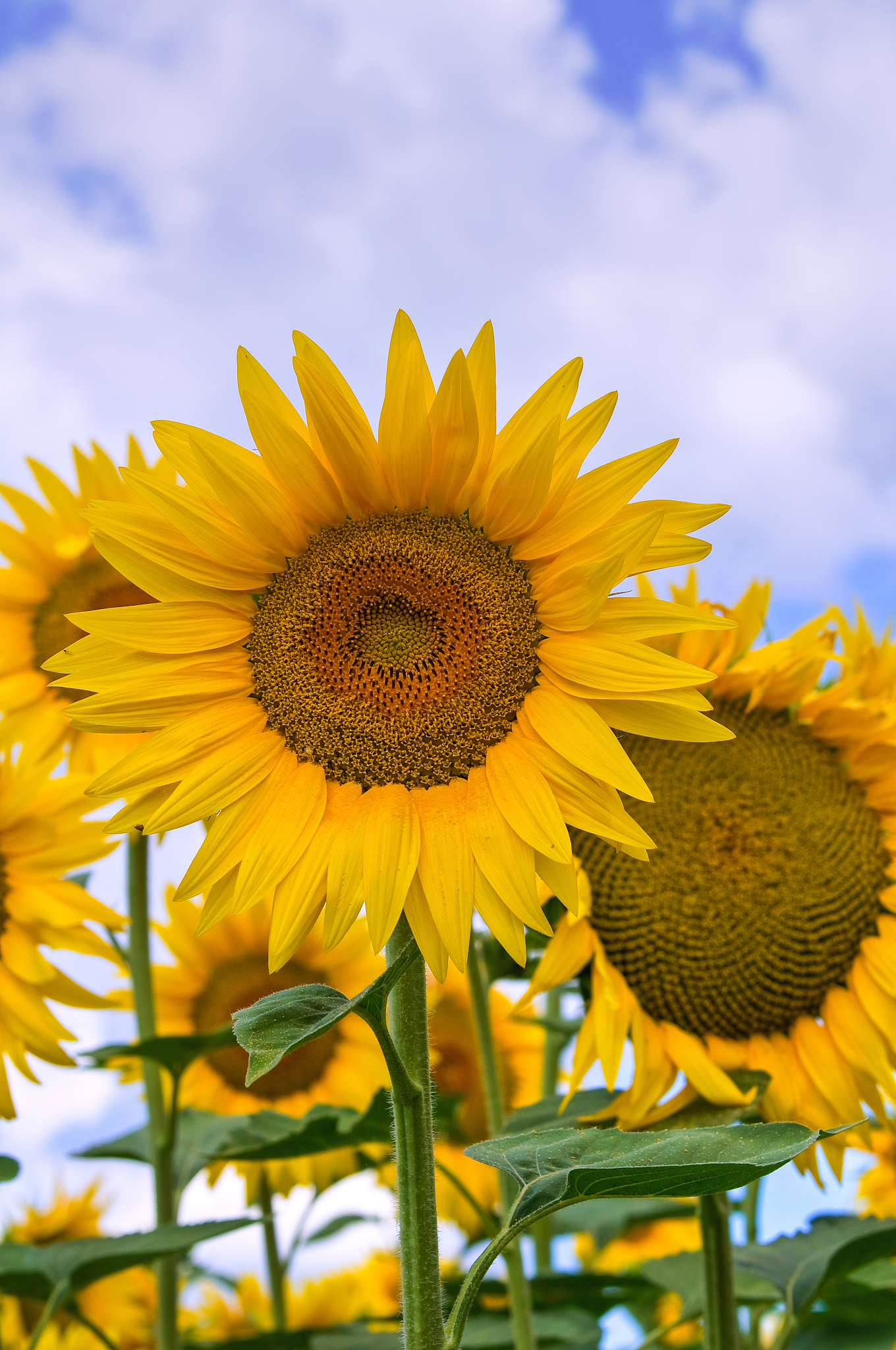 能300字的作文，三年级。题目是“向日葵”