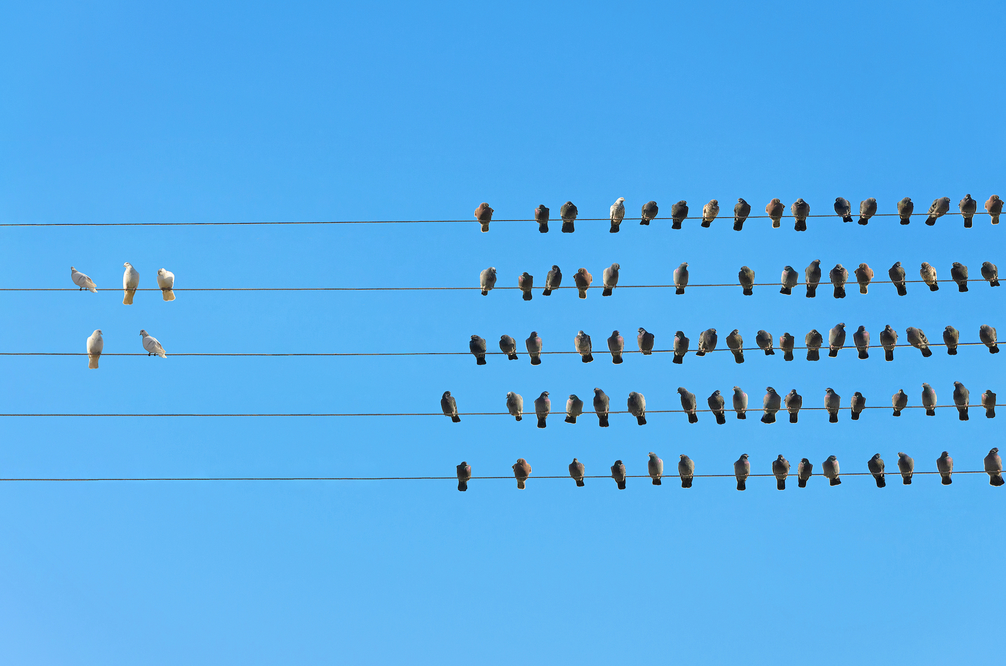racism concept, white and black birds on wire