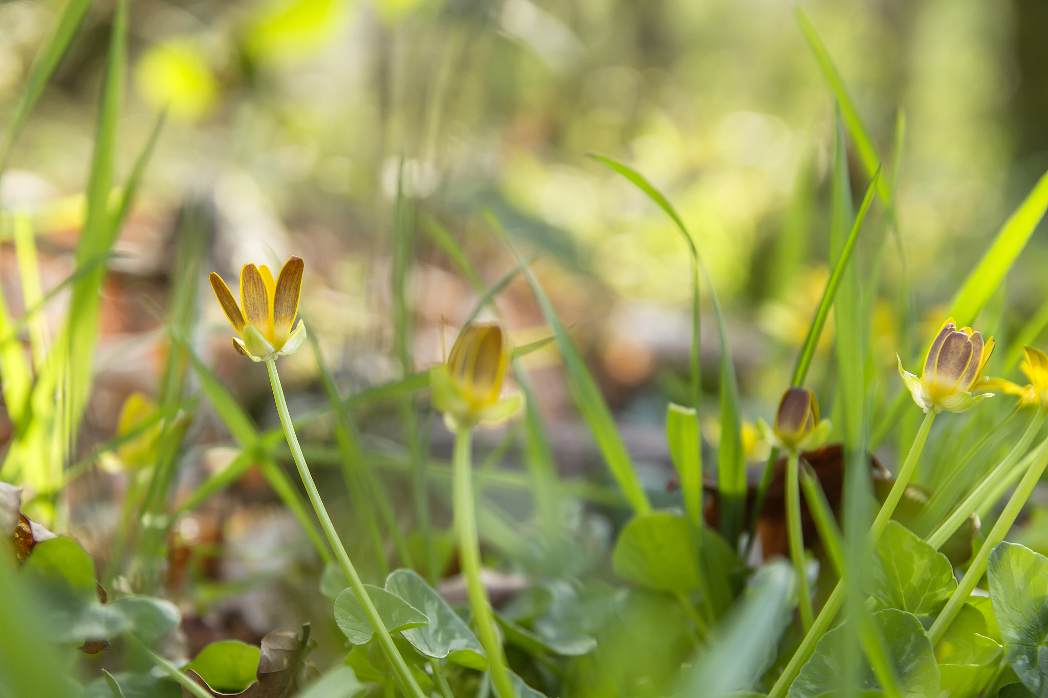 lesser celandine flowers blooming