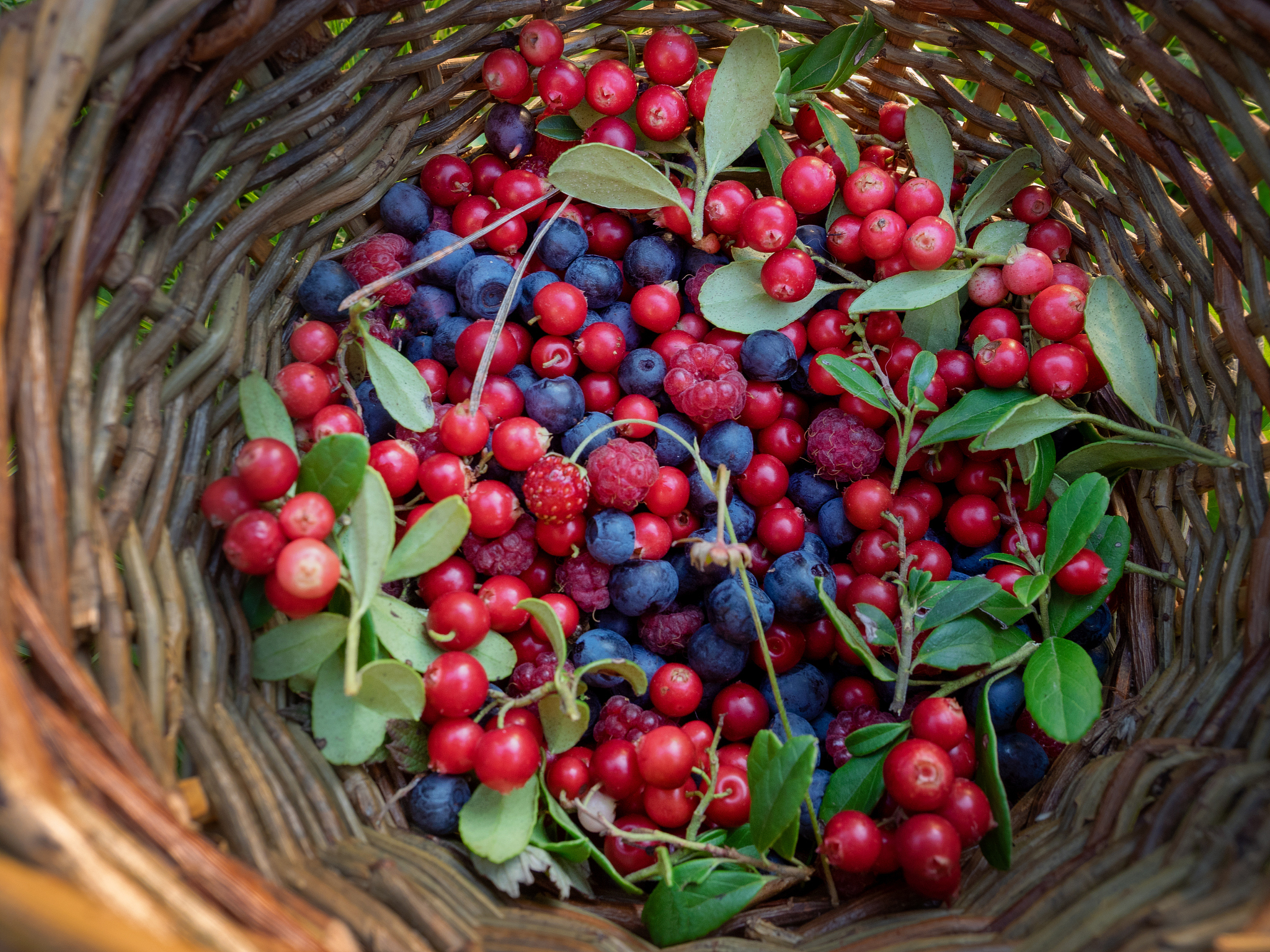 fresh wild berry mix