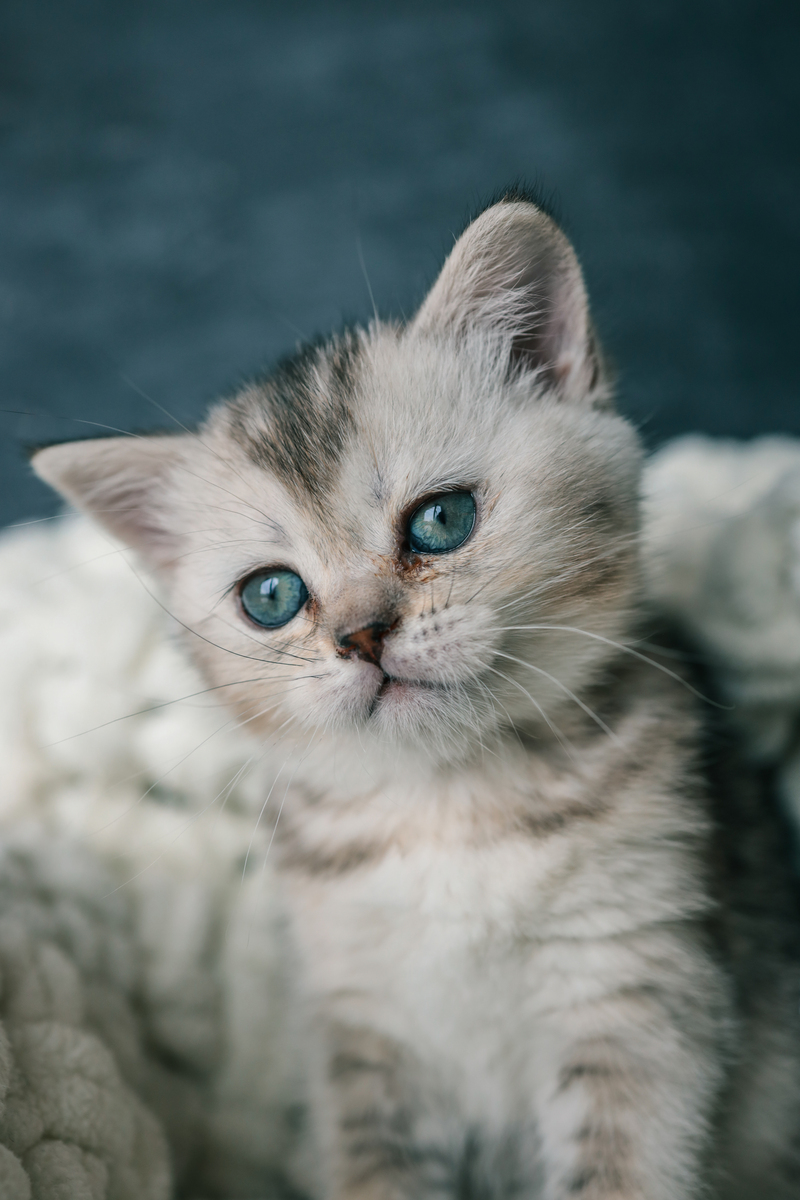 萌化你的心！刚出生的小奶猫，需要一个温暖的家