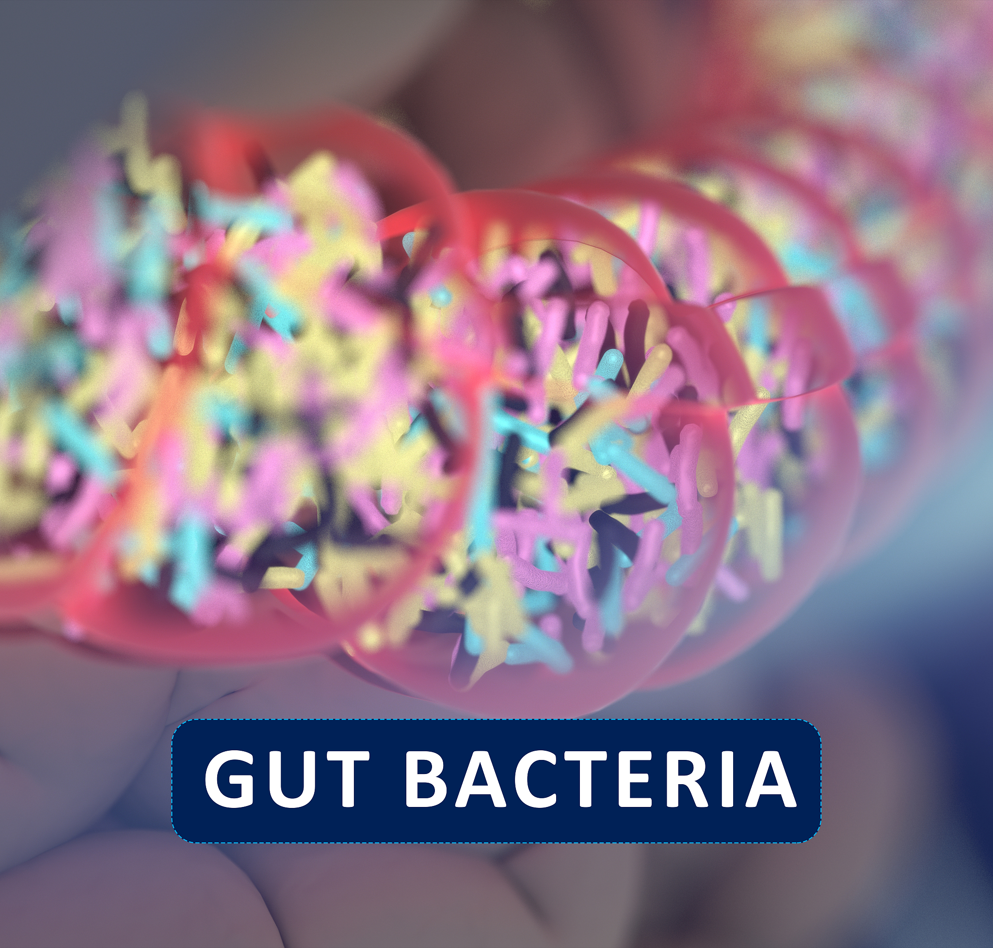 帮我改写这句话目前发现50多个门的细菌主要是拟杆菌门、厚壁菌门、放线菌门、变形菌门、梭杆菌门以及疣微菌门其中厚壁菌门和拟杆菌门是主要门类2占据了肠道菌群的绝大部分