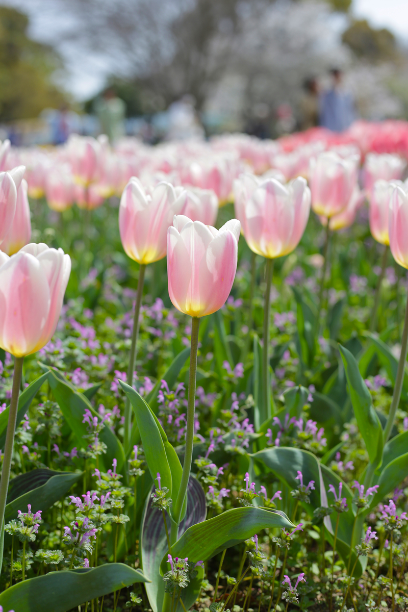 雨后公园里的郁金香：鲜艳、芬芳、充满生机