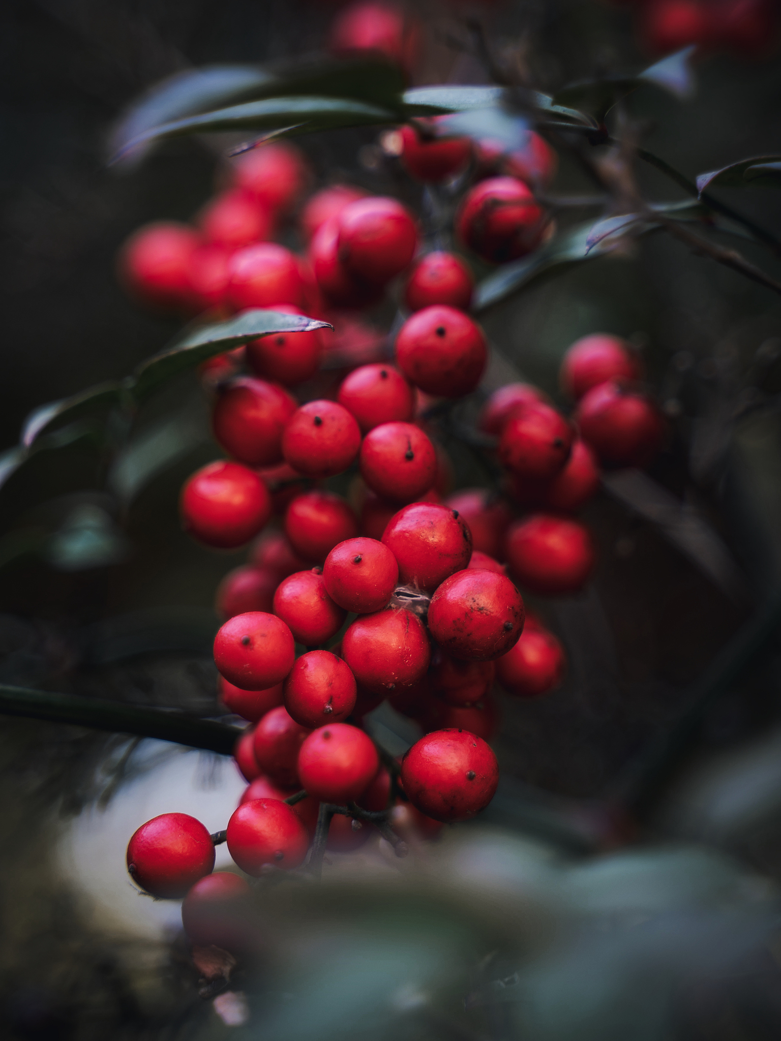 forbidden fruits
