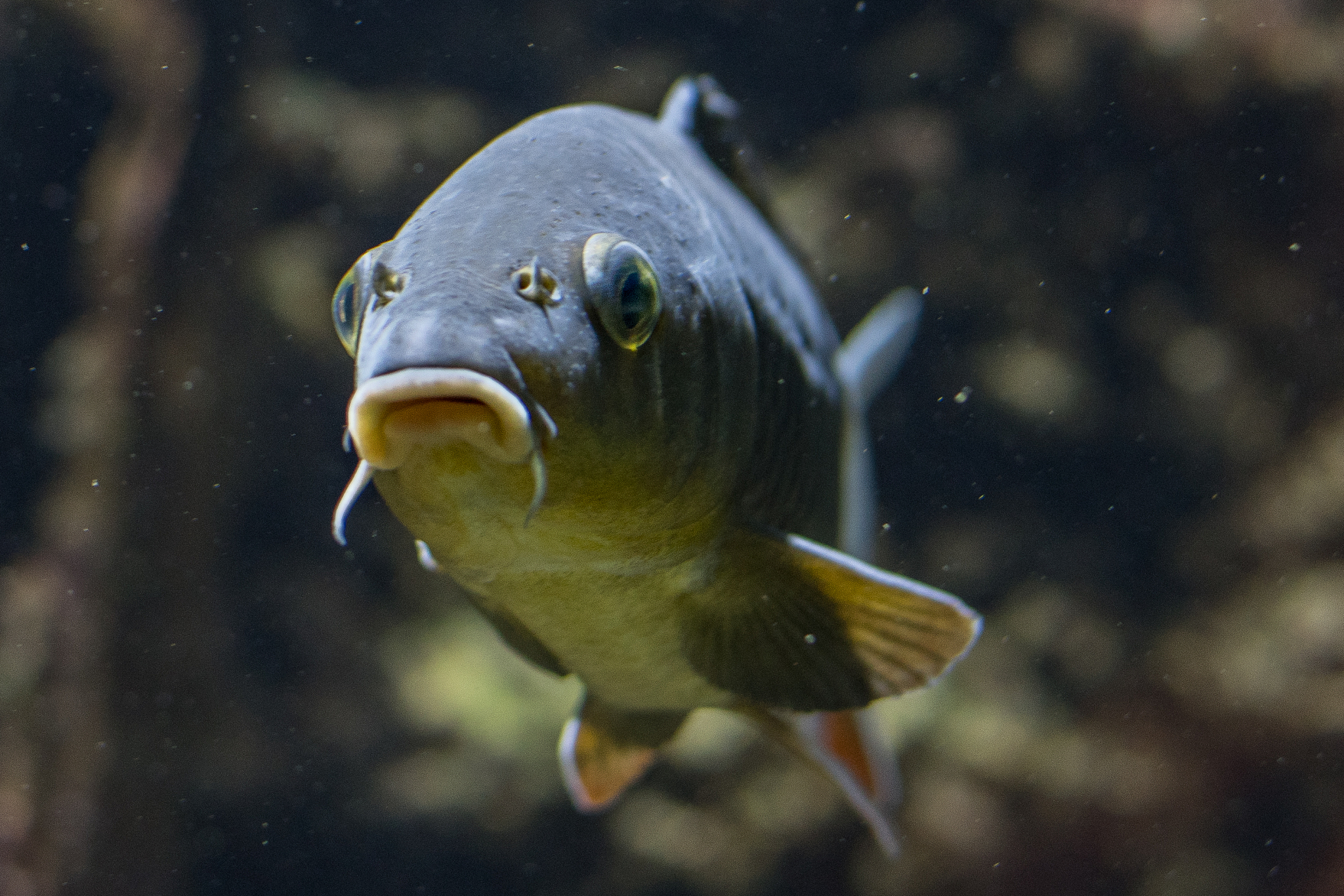 魚: 水中生物の多様性と人間との関わり