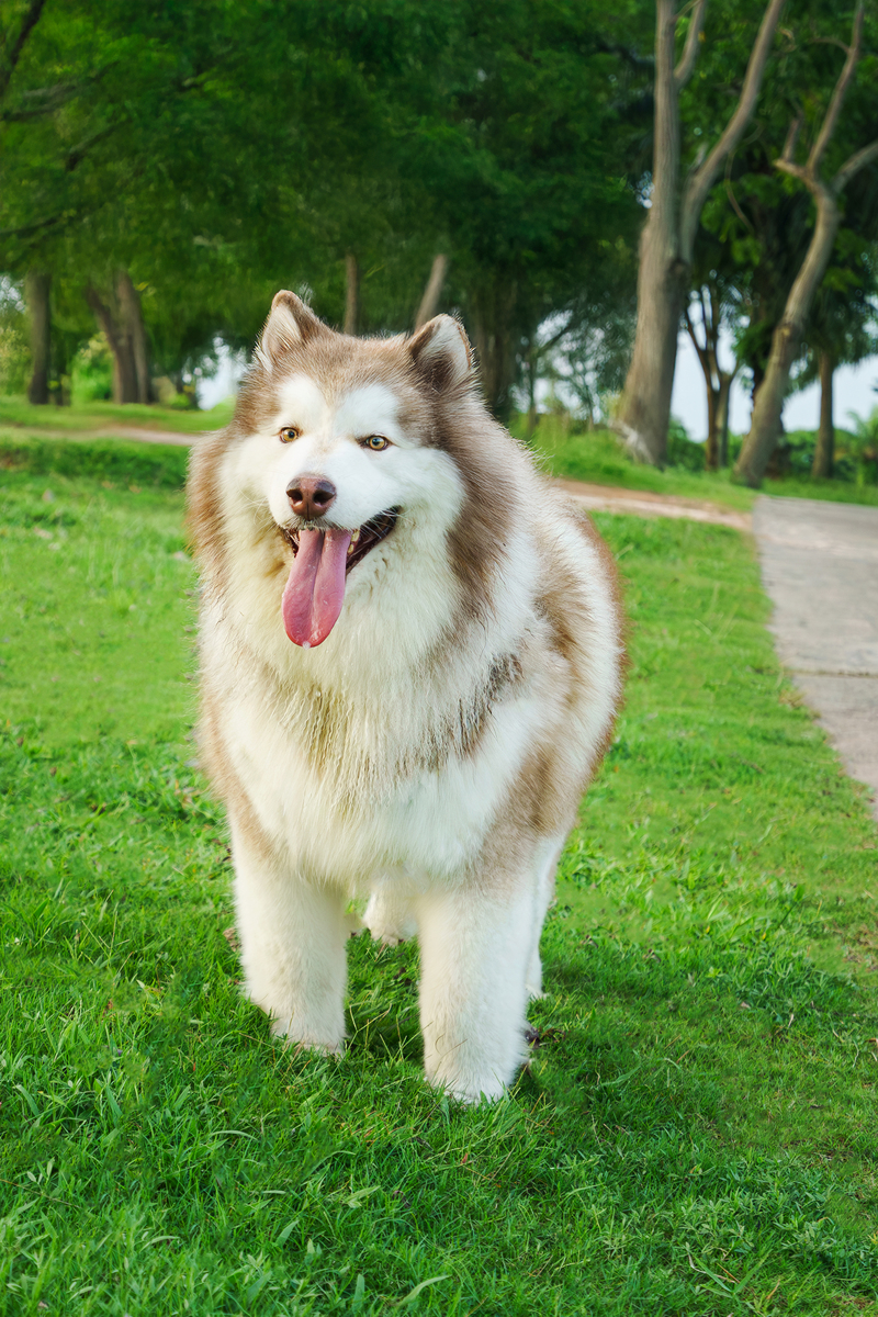 阿拉斯加犬帅气中文名字大全：霸气、威武、洋气
