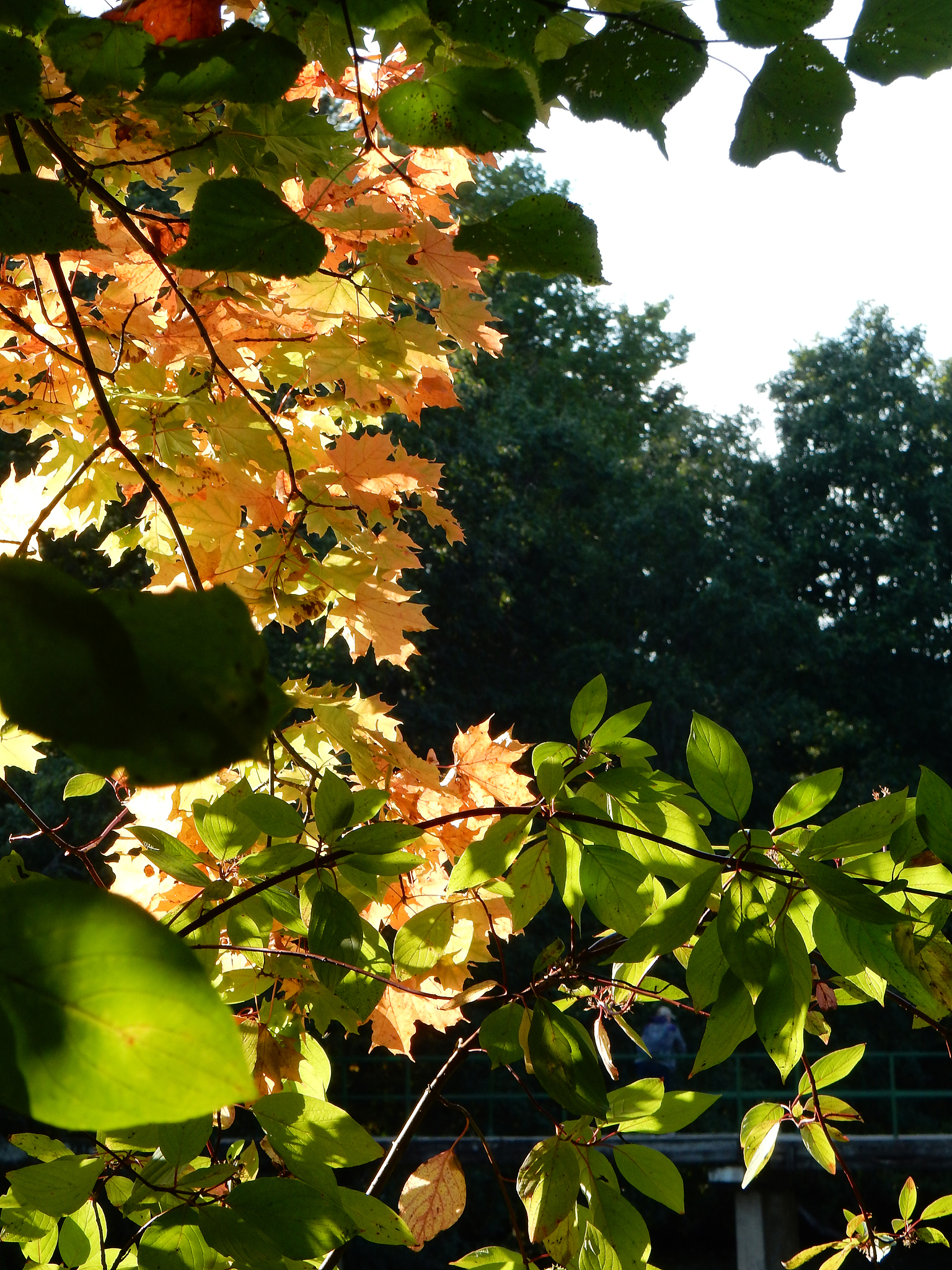 广州市不同类型城市绿地土壤有机质/pH/全氮分布特征分析