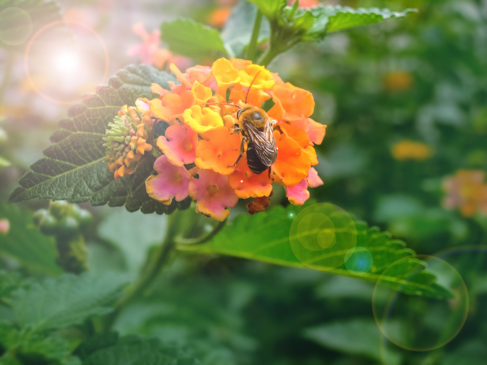 honey bee apis mellifera on colorful lantana flower