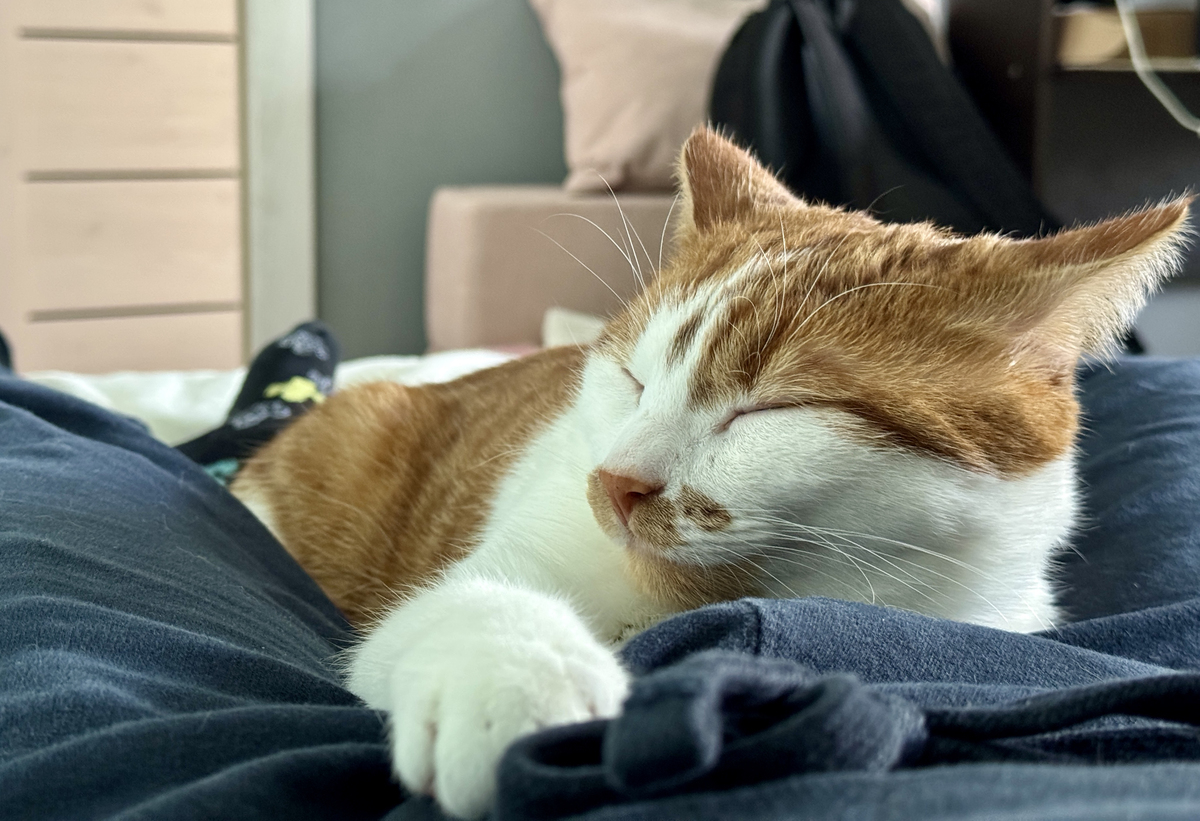 猫咪叫你起床的真正原因，你知道吗？
