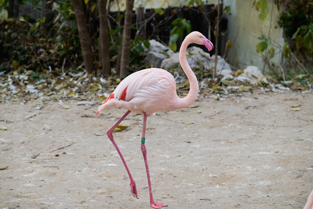 火烈鸟英文翻译：Flamingo