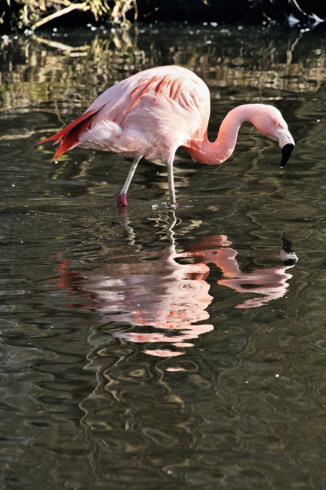 a picture of a flamingo with reflection