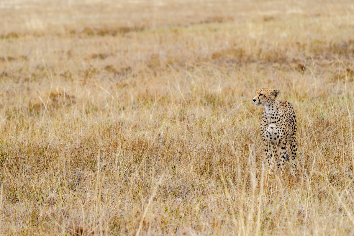 一只在塞伦盖蒂大草原上东非猎豹(acinonyx jubatus)