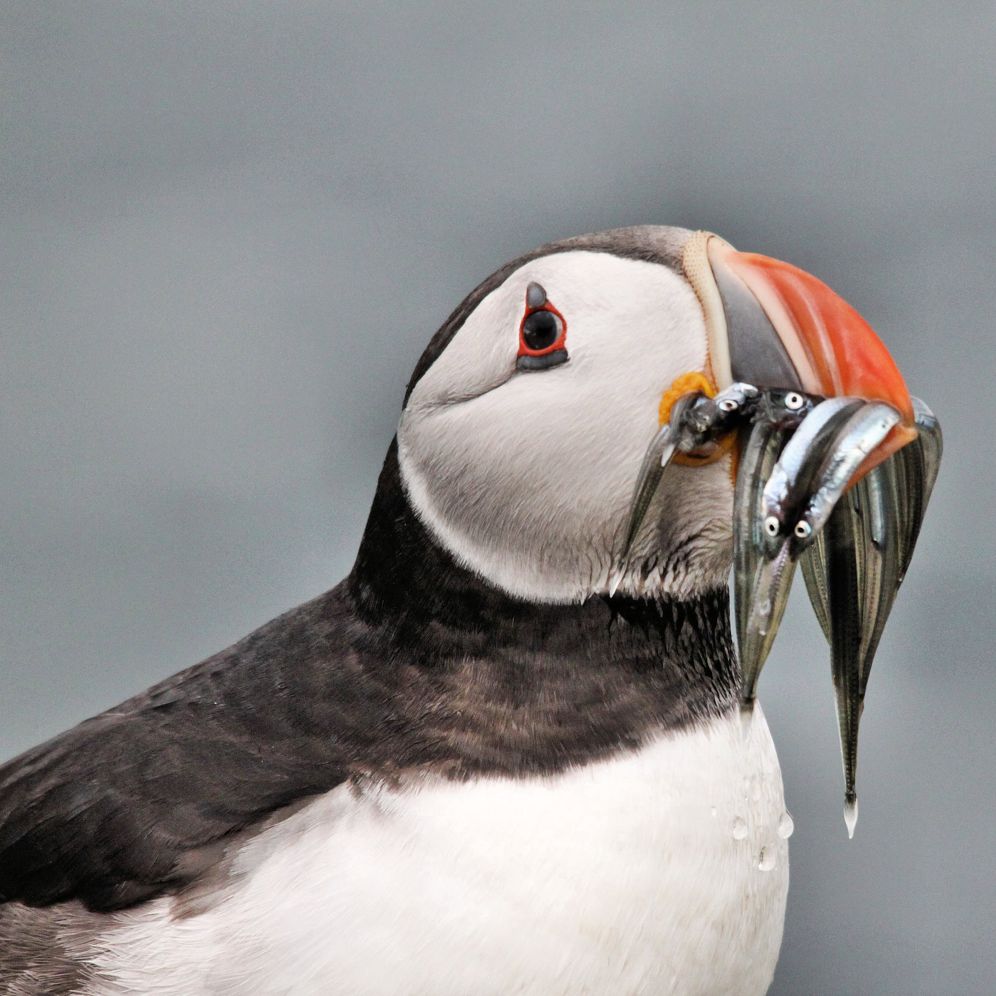 自由的本质：探索个人与社会自由的真谛