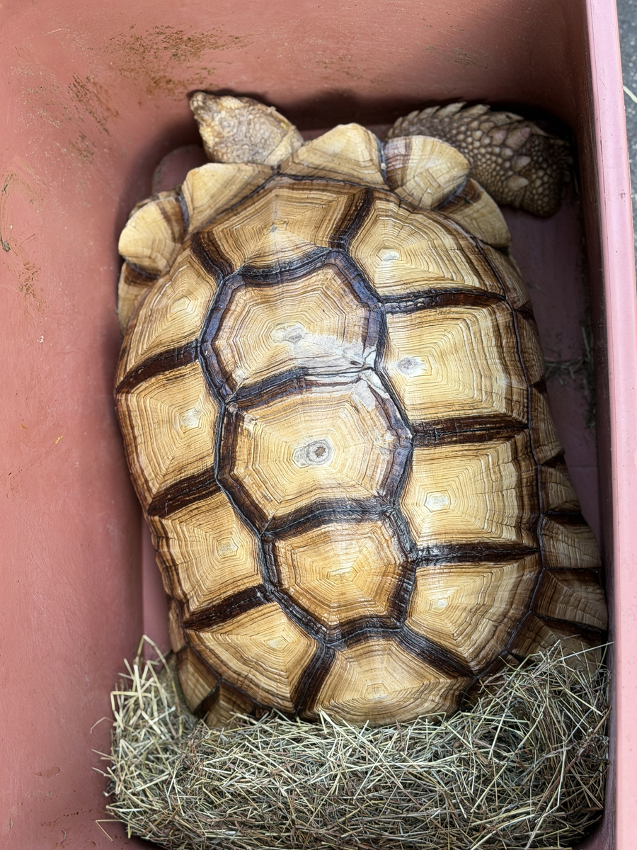 特写镜头,一只非洲刺<strong>龟</strong>(centrochelys sulcata)放在橙