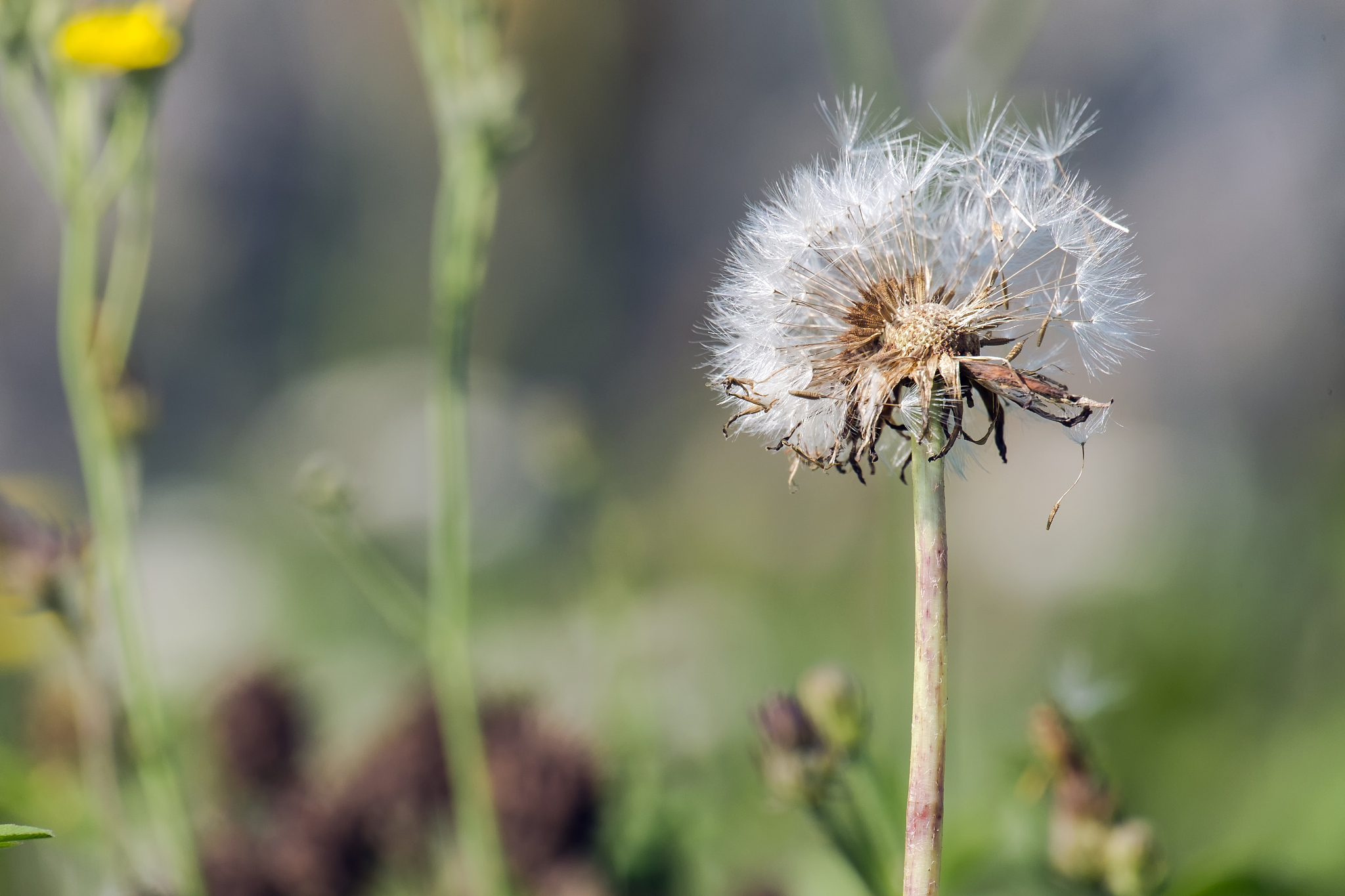 蒲公英自动下载成功后闪退