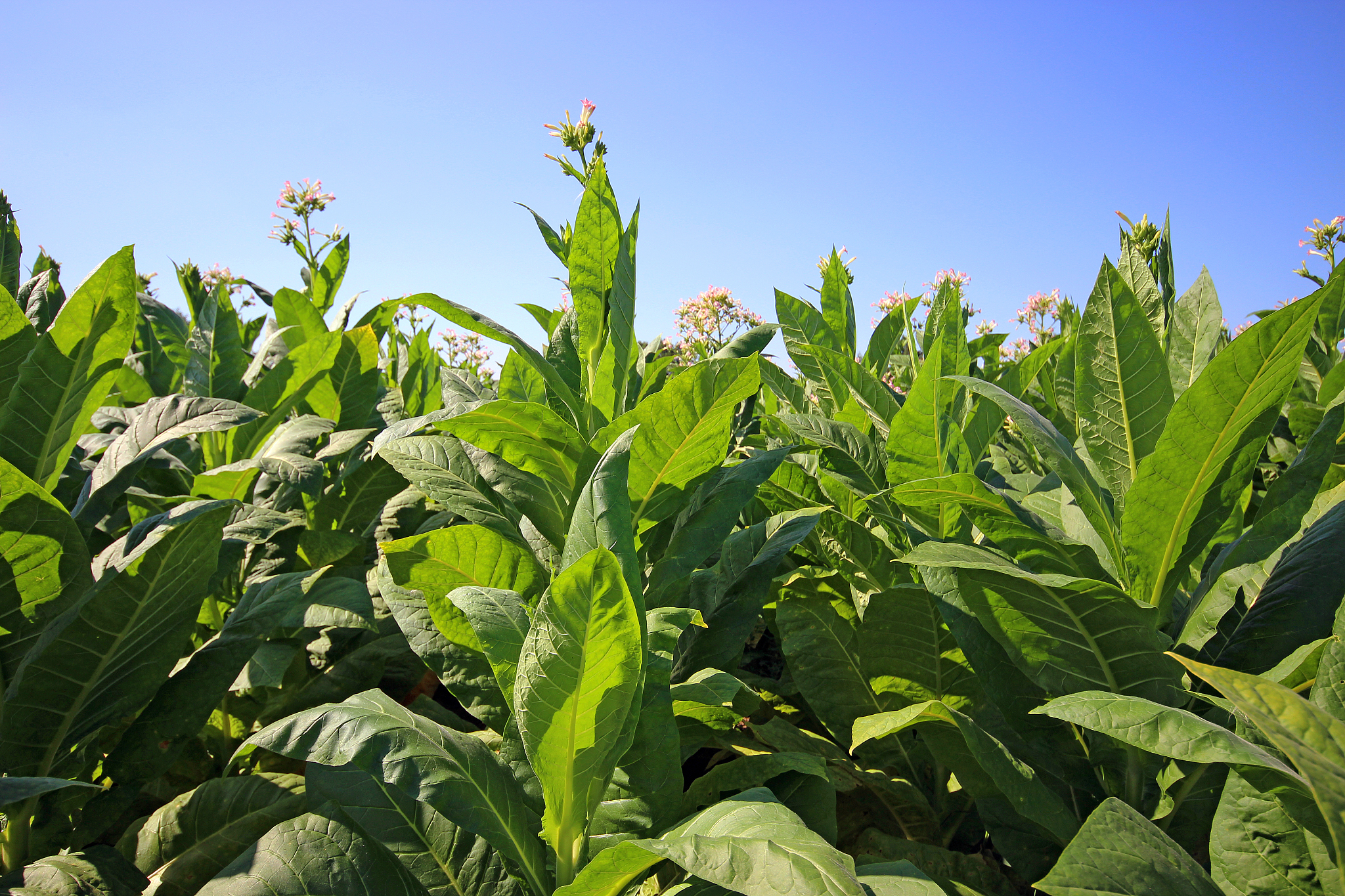 黔西南民族职业技术学院烟草栽培与加工技术专业就业方向有哪些
