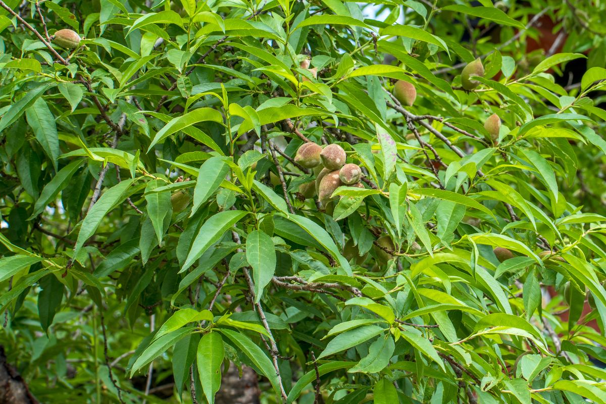 九指毛桃功效与作用：清热解毒、消肿止痛、抗菌抗病毒