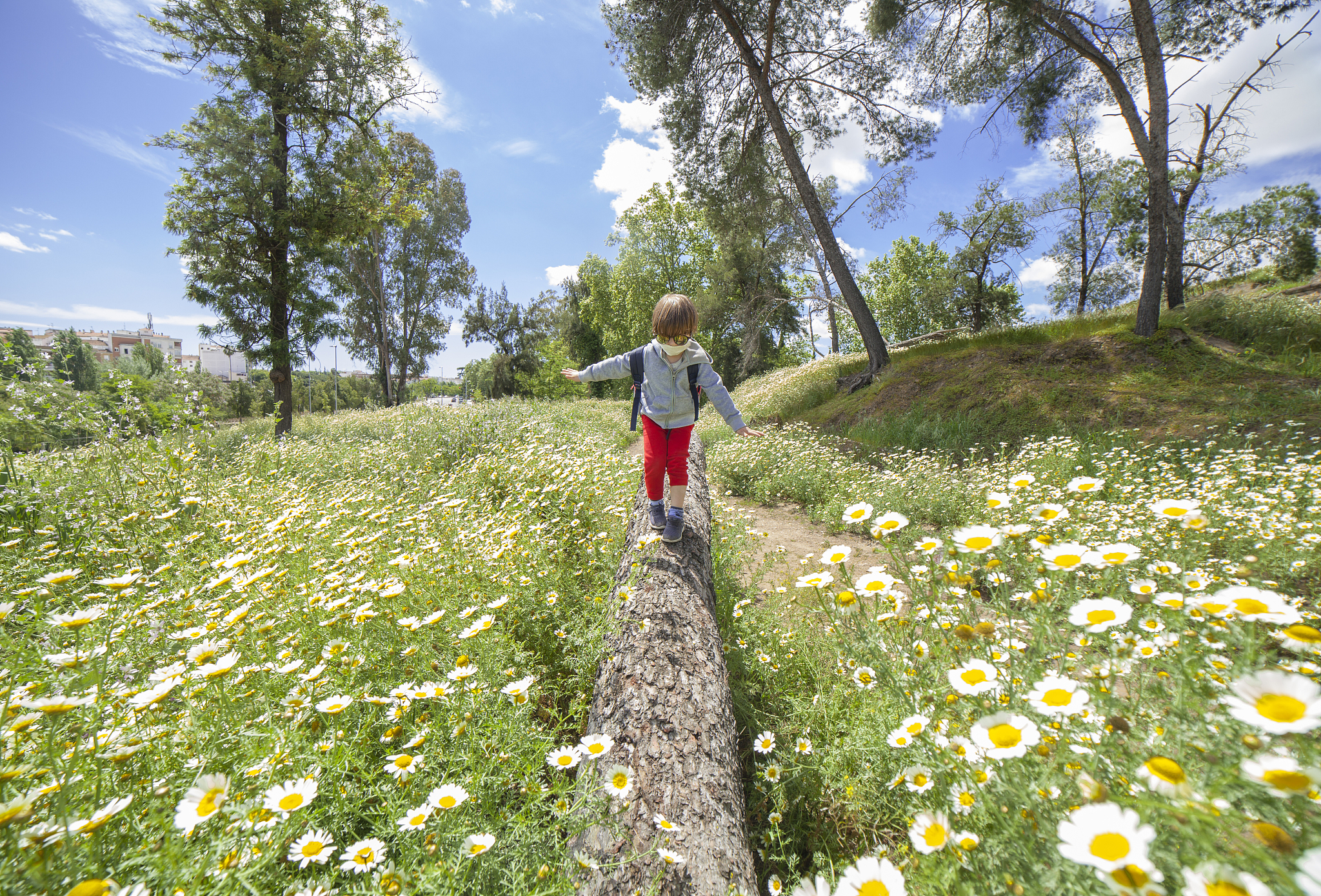 little boy walking on a log in the middle of daisy field