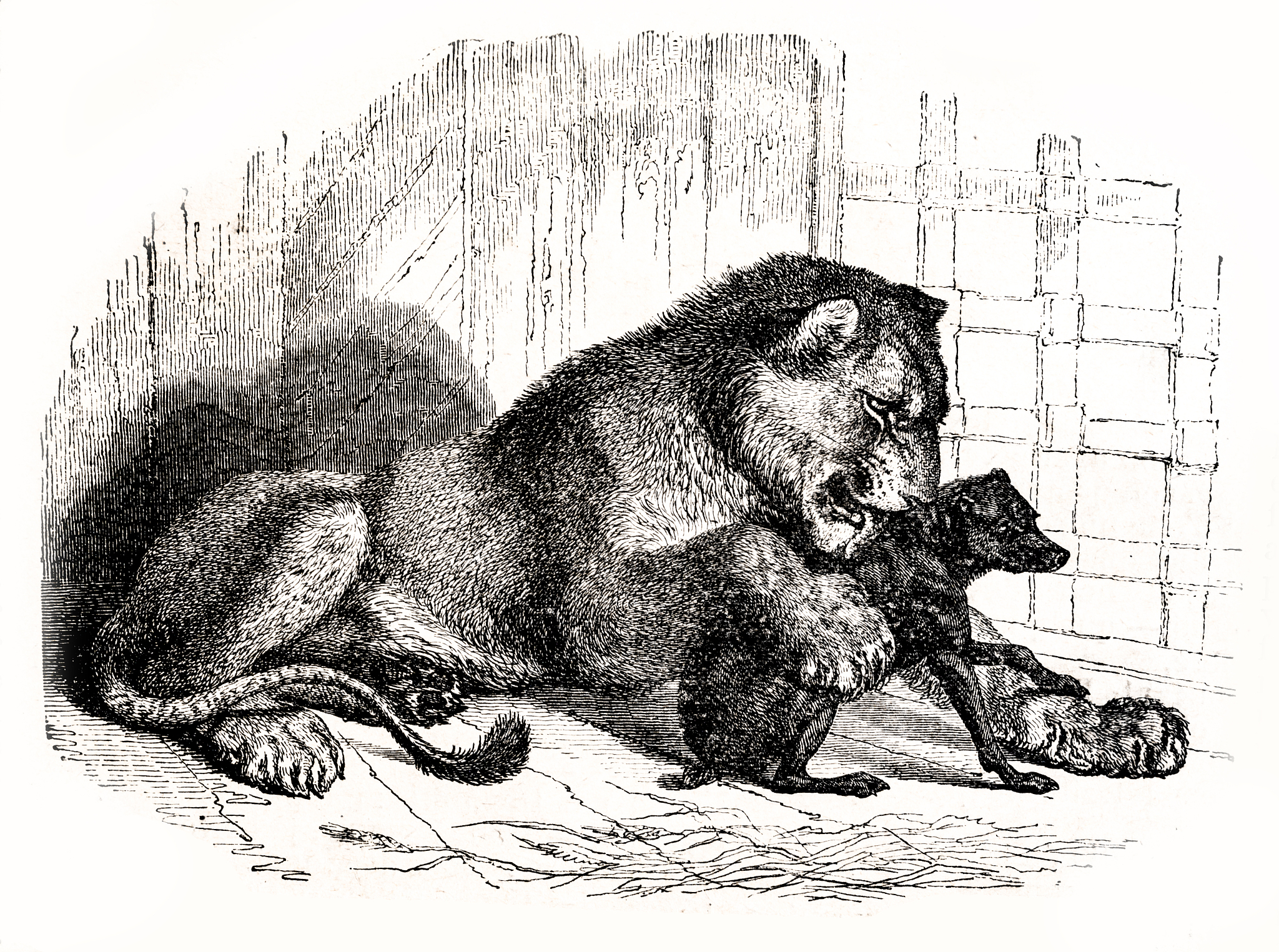 APPLIED ANIMAL BEHAVIOUR SCIENCE期刊的研究范围