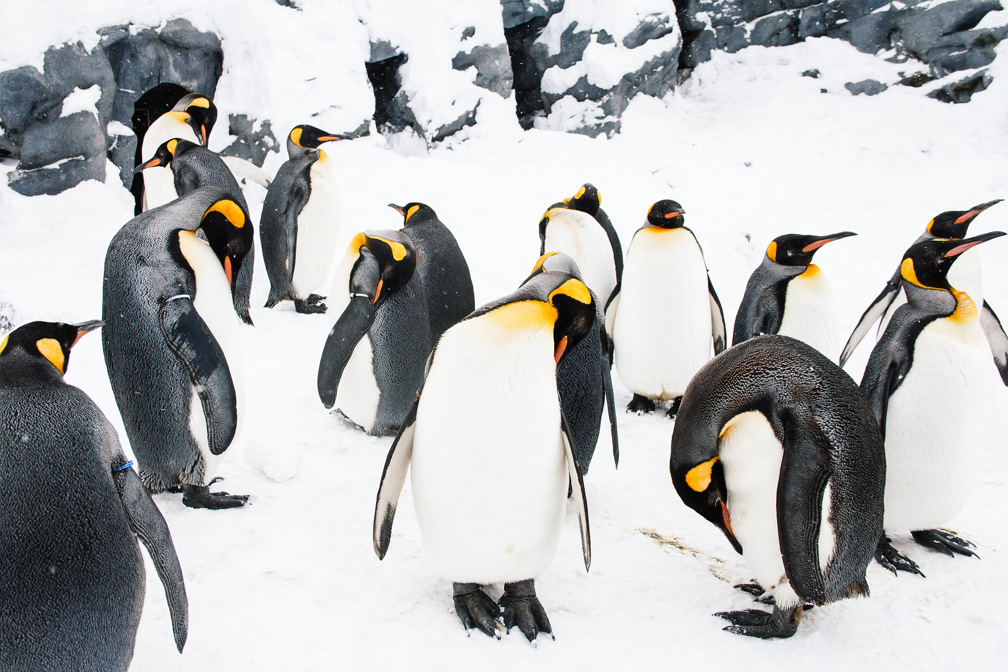有翅膀却不会飞。有脚也不会走日出时与人相伴。一到晚上就没有行动 猜一个动物帮我用200字详细描述
