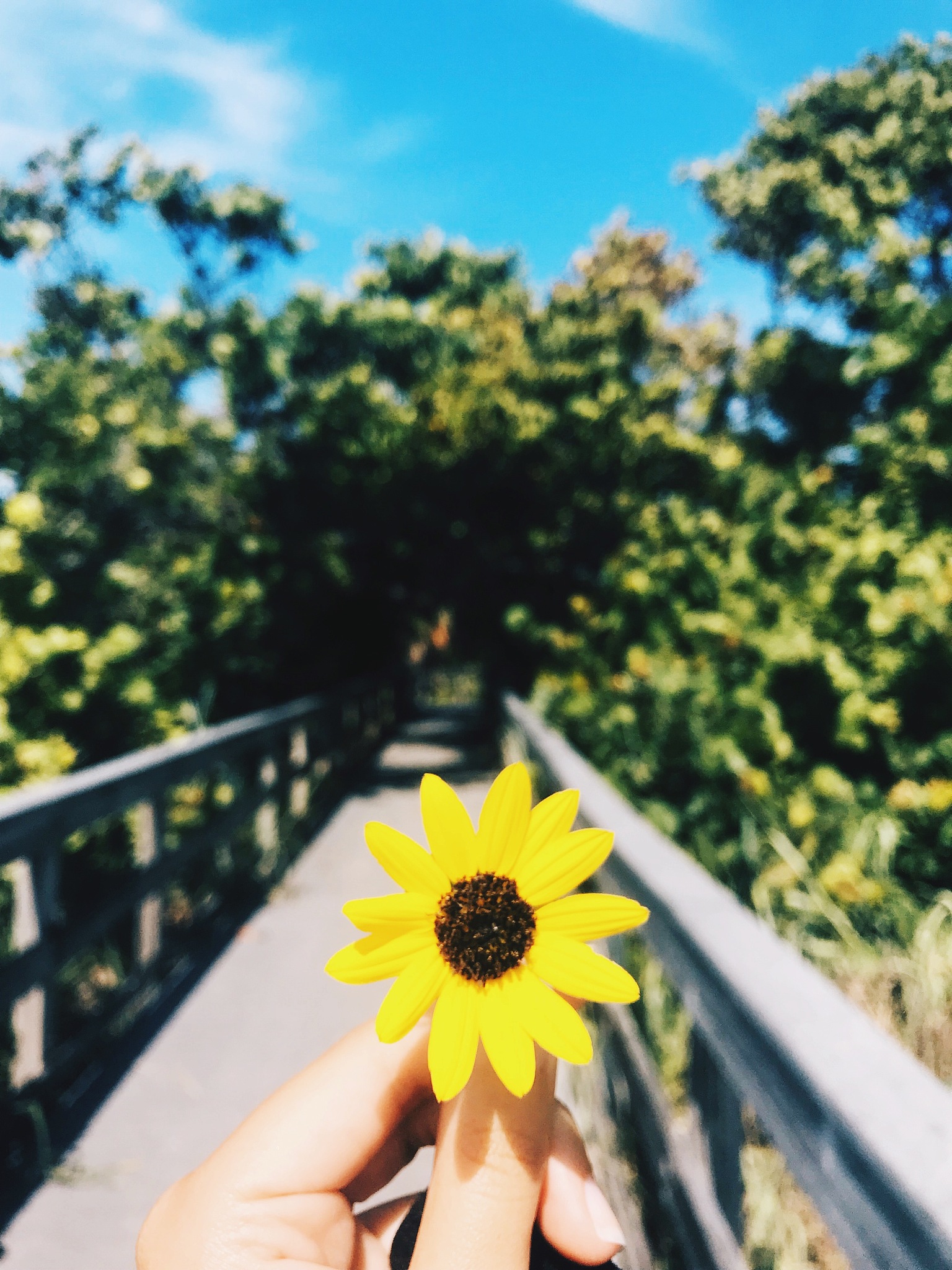 六月阳光，你最美！ - 小红书文案