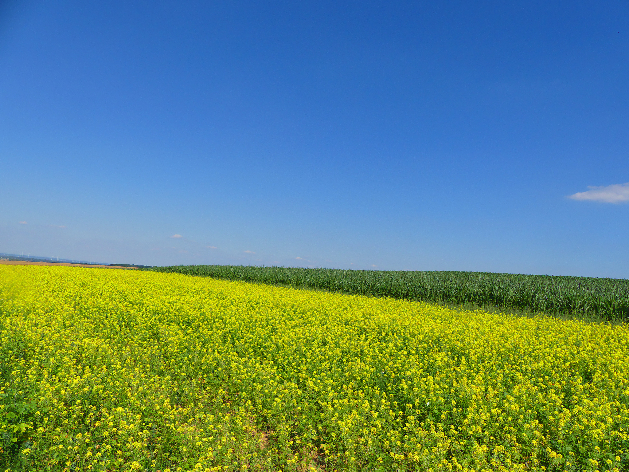 外源油菜素内酯对植物pod的影响
