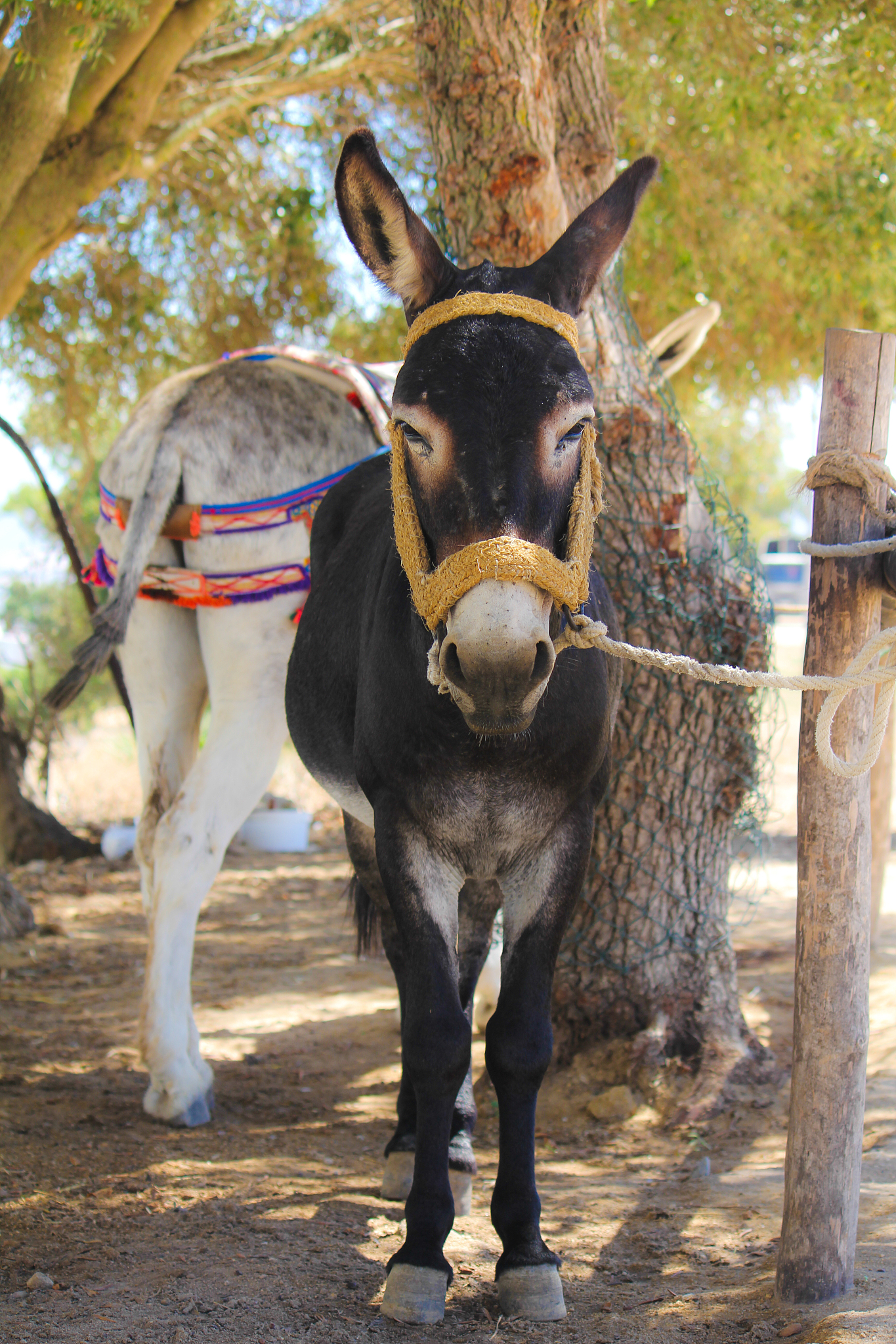 portrait donkey