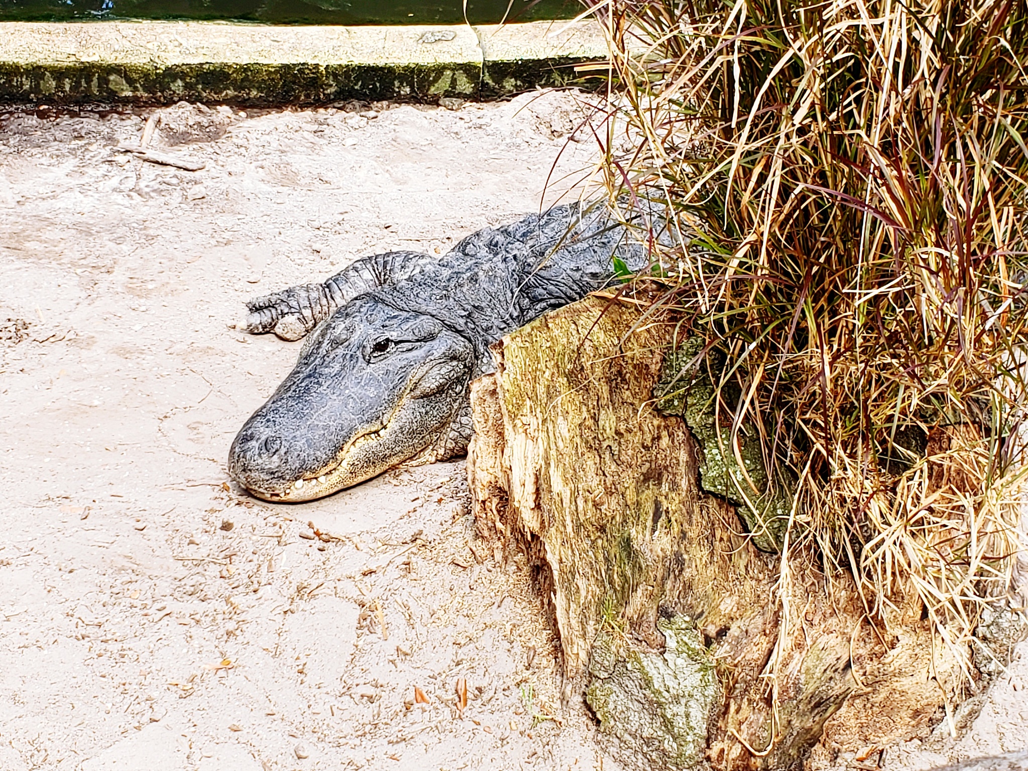动物园鳄鱼池旁的惊悚标语：'上一个真好吃，再给我来一个！'