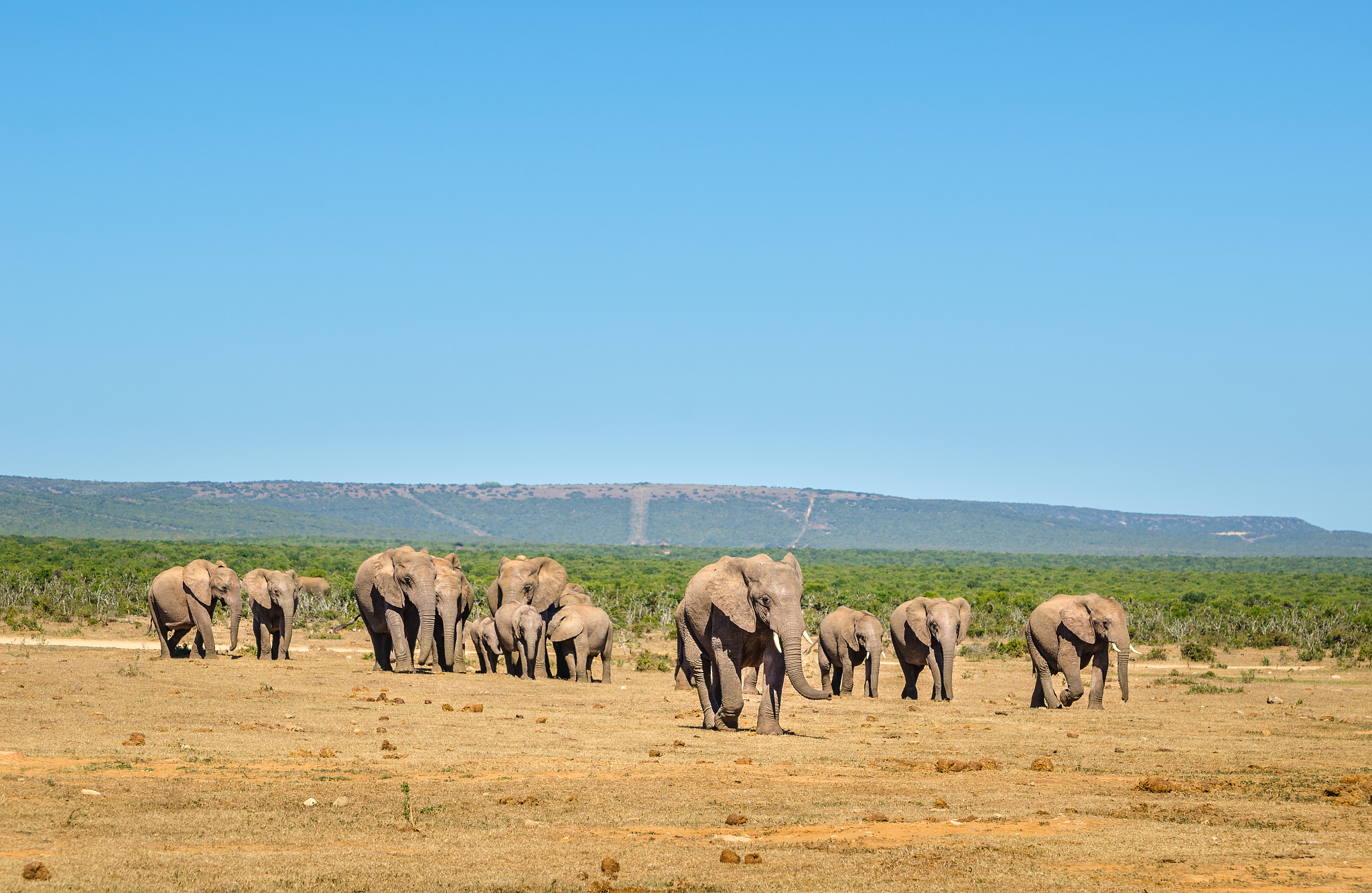elephants, addo elephants park, south africa