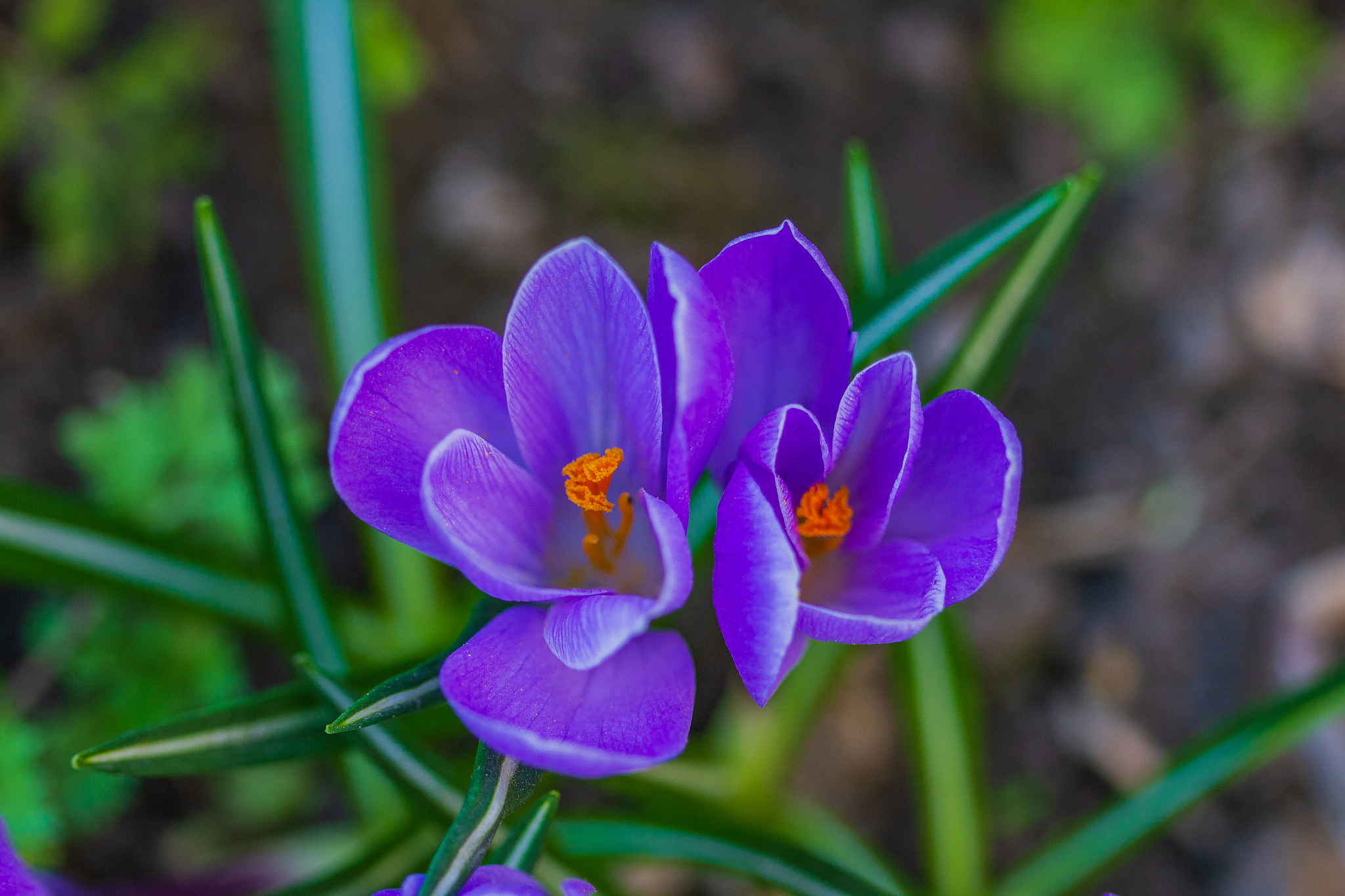 spring crocuses bloom