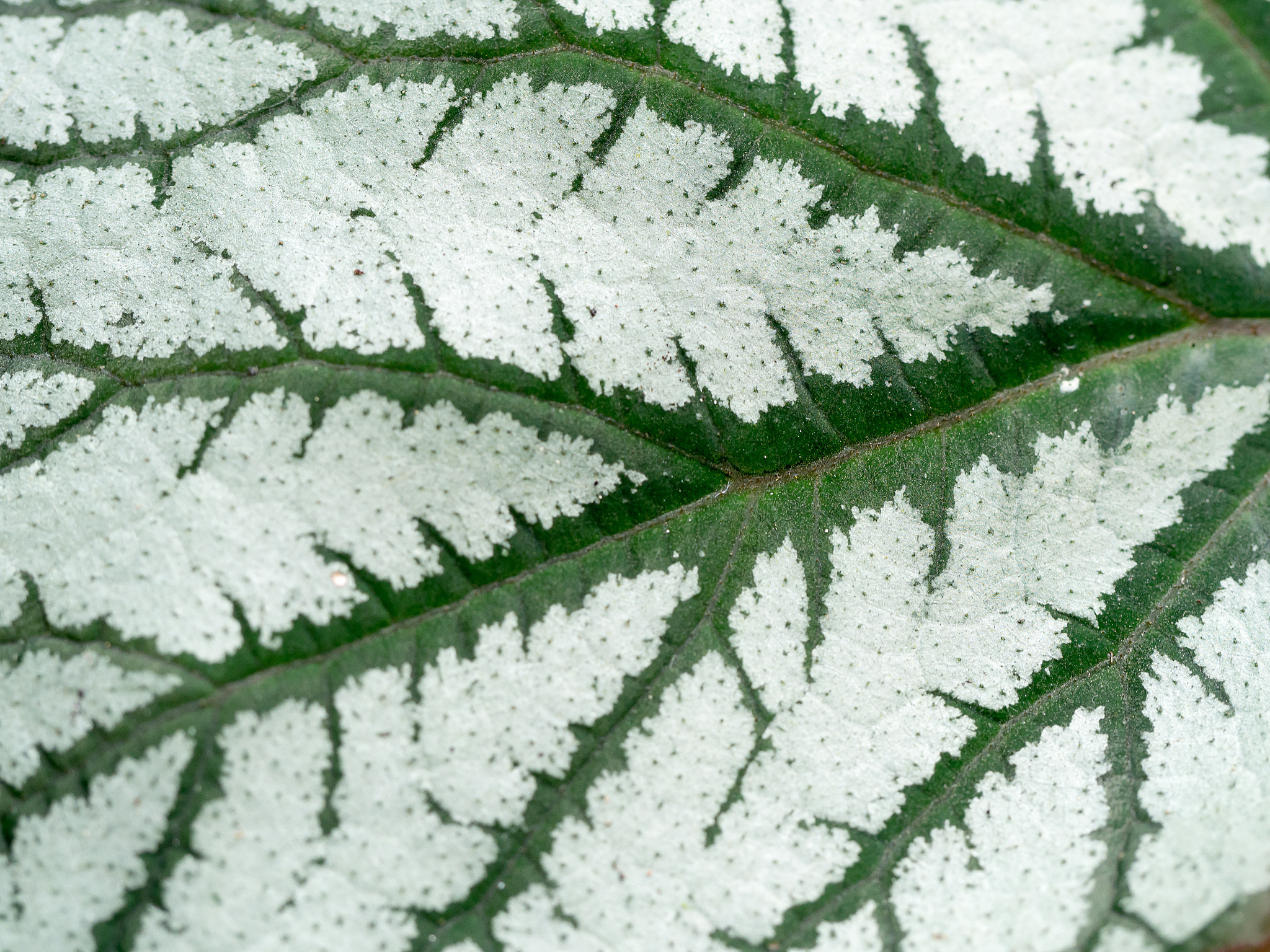 white and green caladium leaf texture.