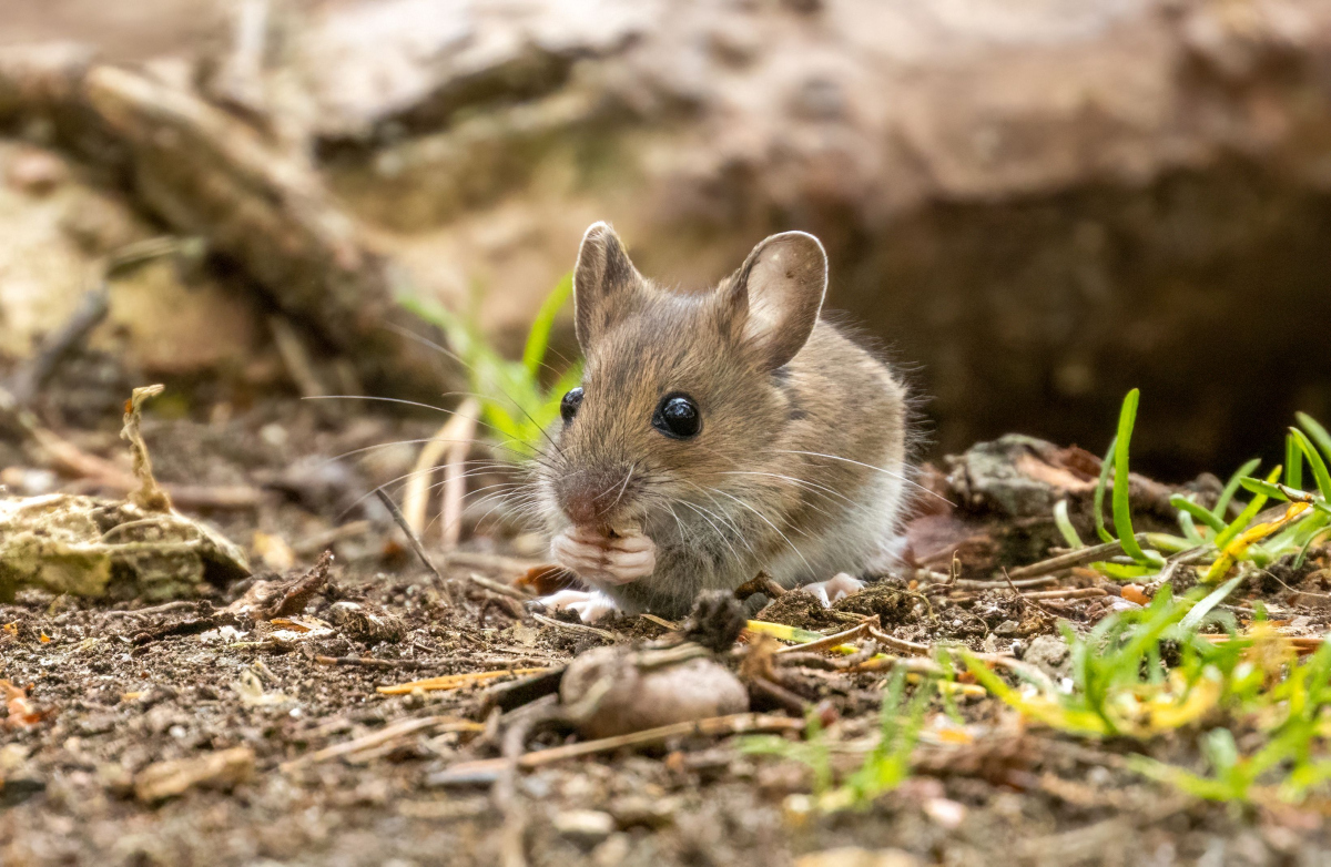 老鼠英文mouse的常见意思