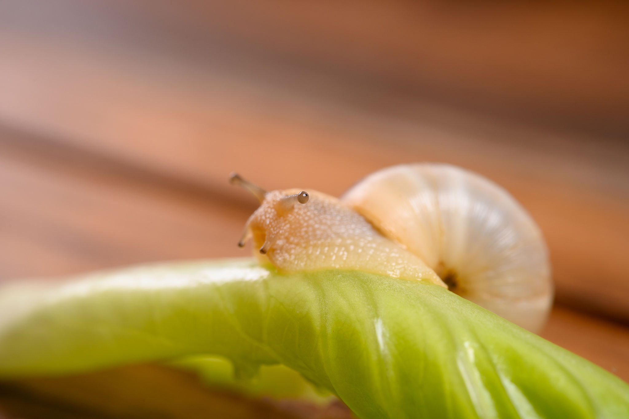 蜗牛吃什么？胡萝卜、嫩叶和老叶是蜗牛的食物