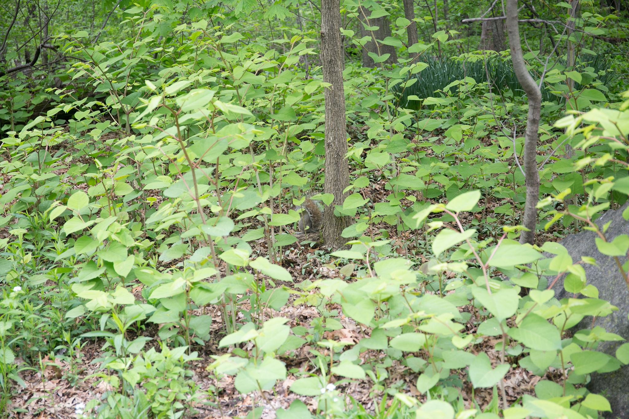hidden squirrel down central park, new york