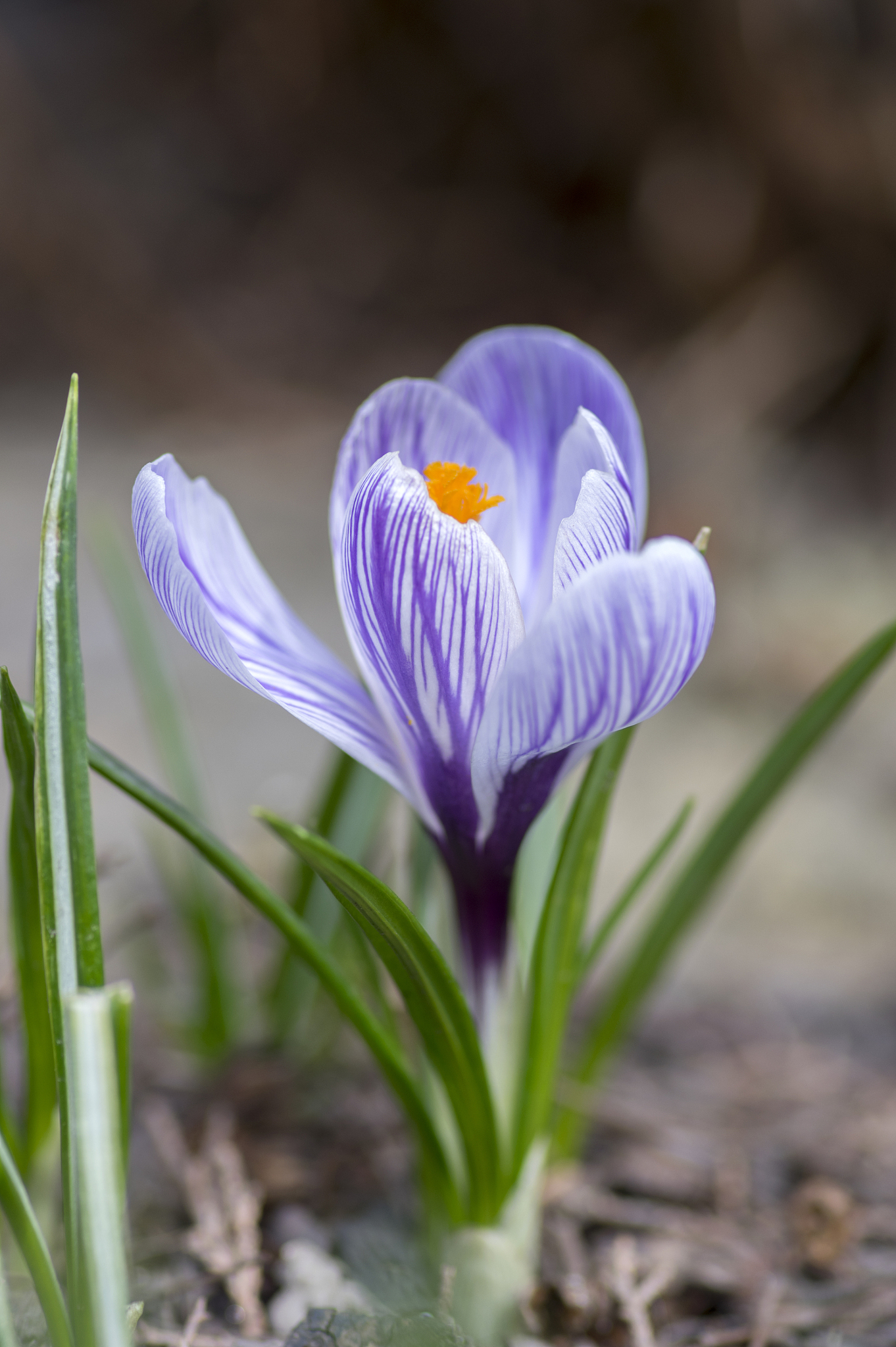crocus vernus in bloom, violet purple white striped ornamental s