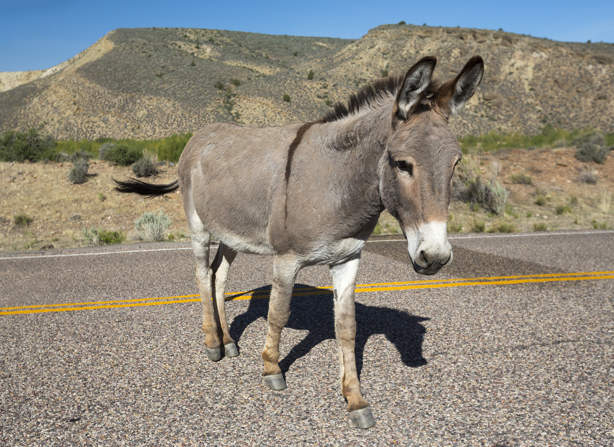 donkey at gunlock